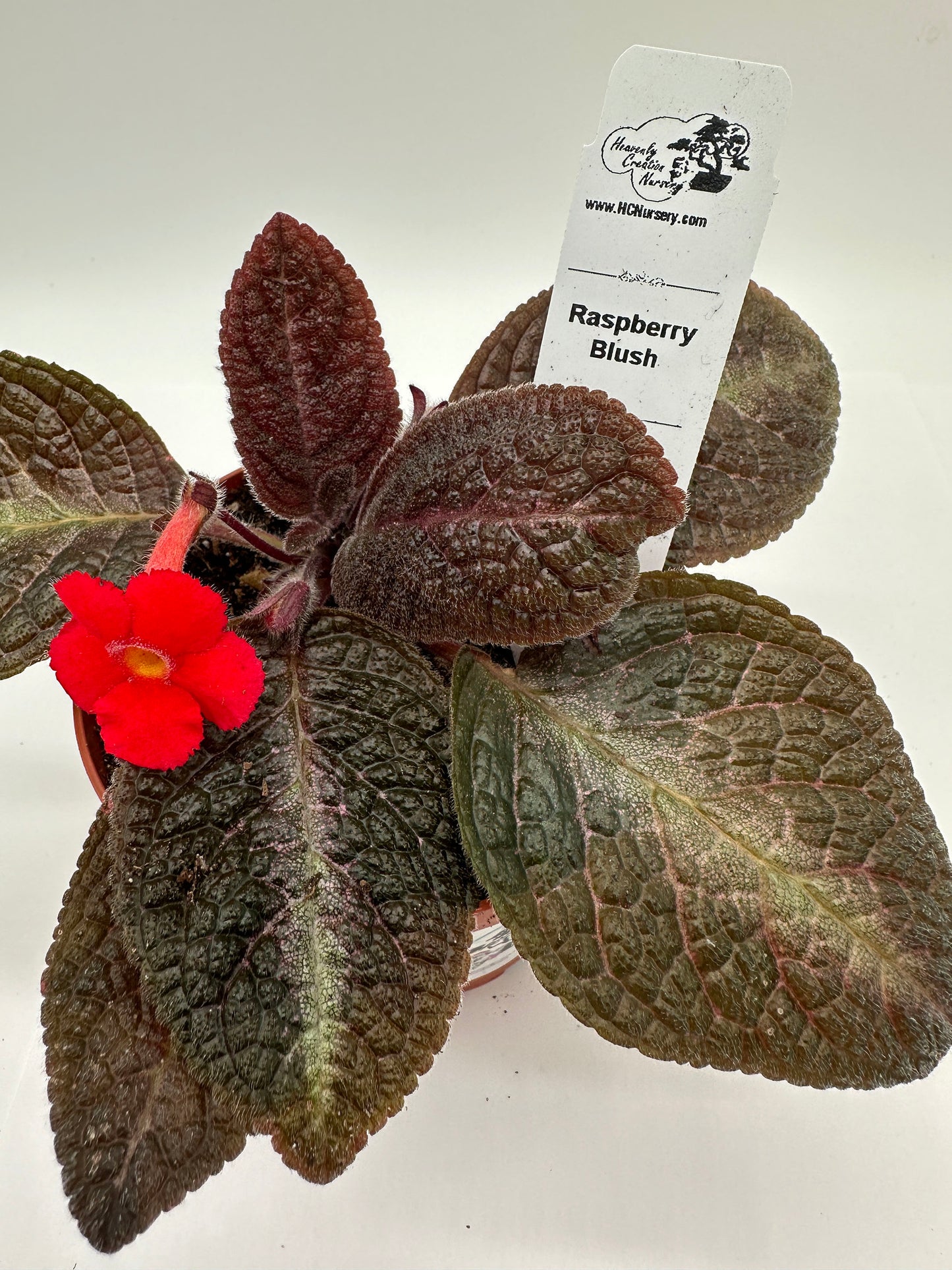 Raspberry Blush - Live Episcia 4"