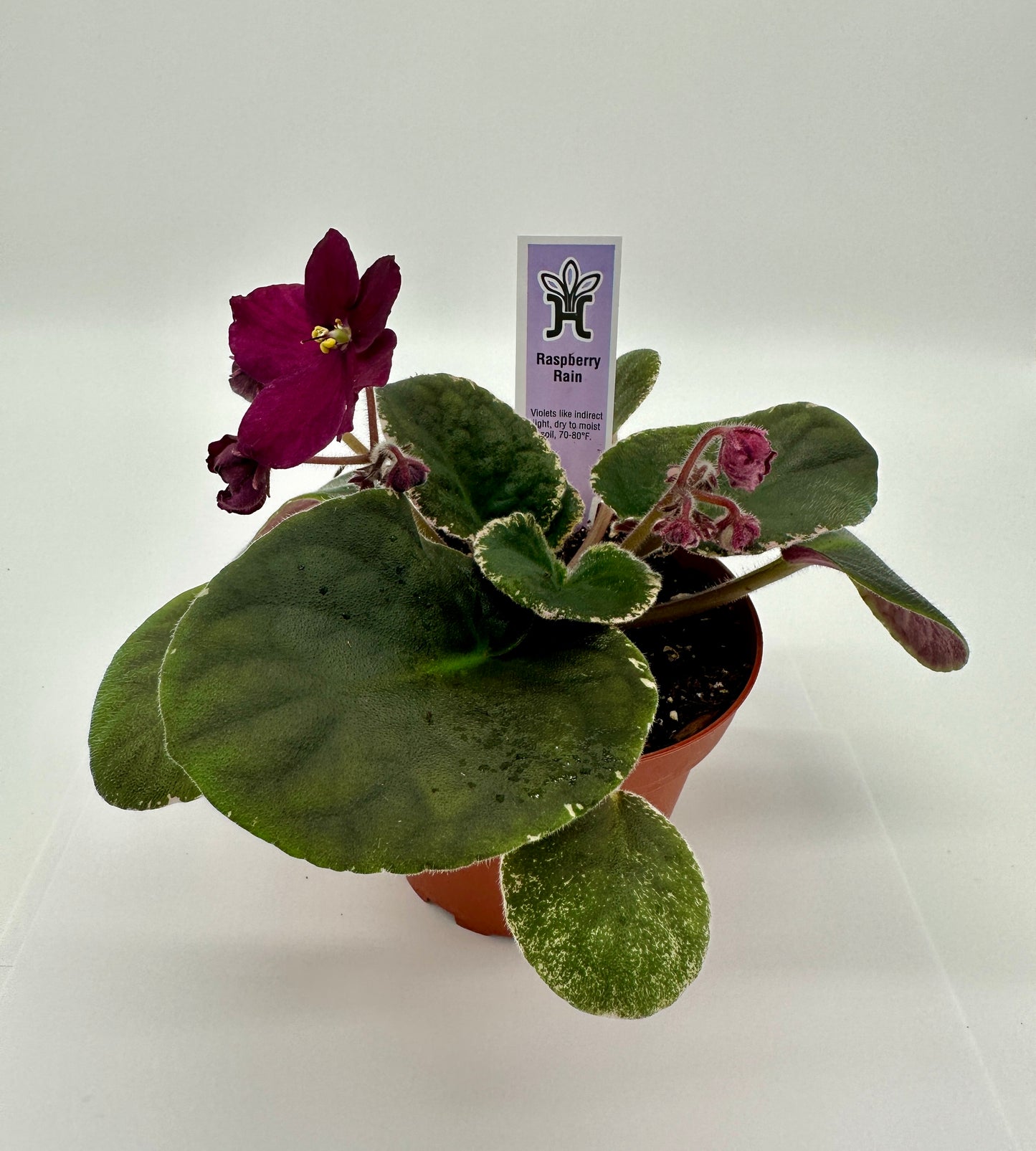 Raspberry Rain - Live African Violet 4"