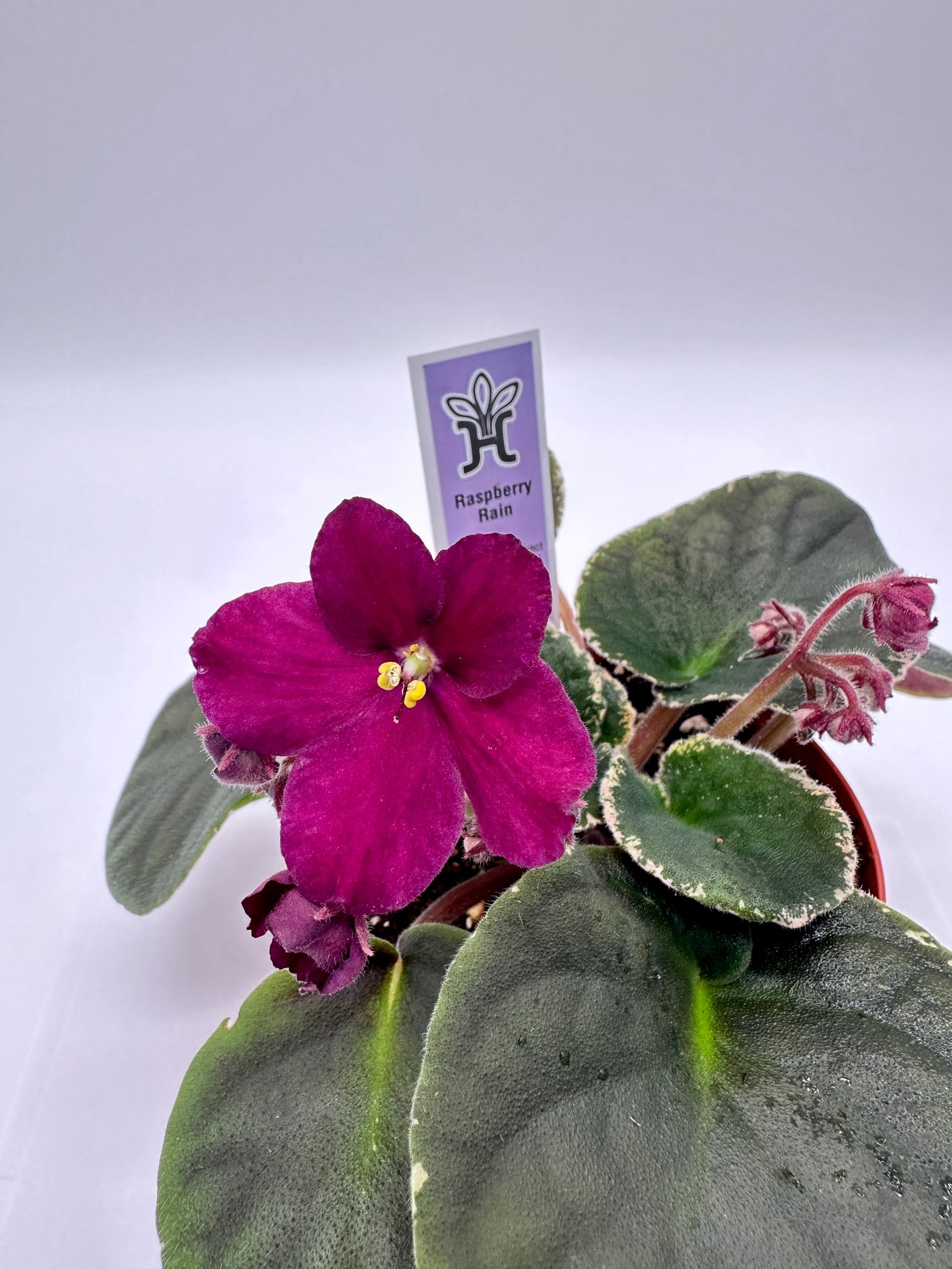 Raspberry Rain - Live African Violet 4