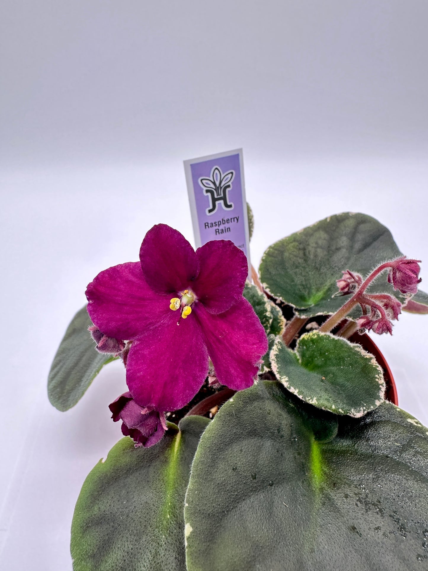 Raspberry Rain - Live African Violet 4"