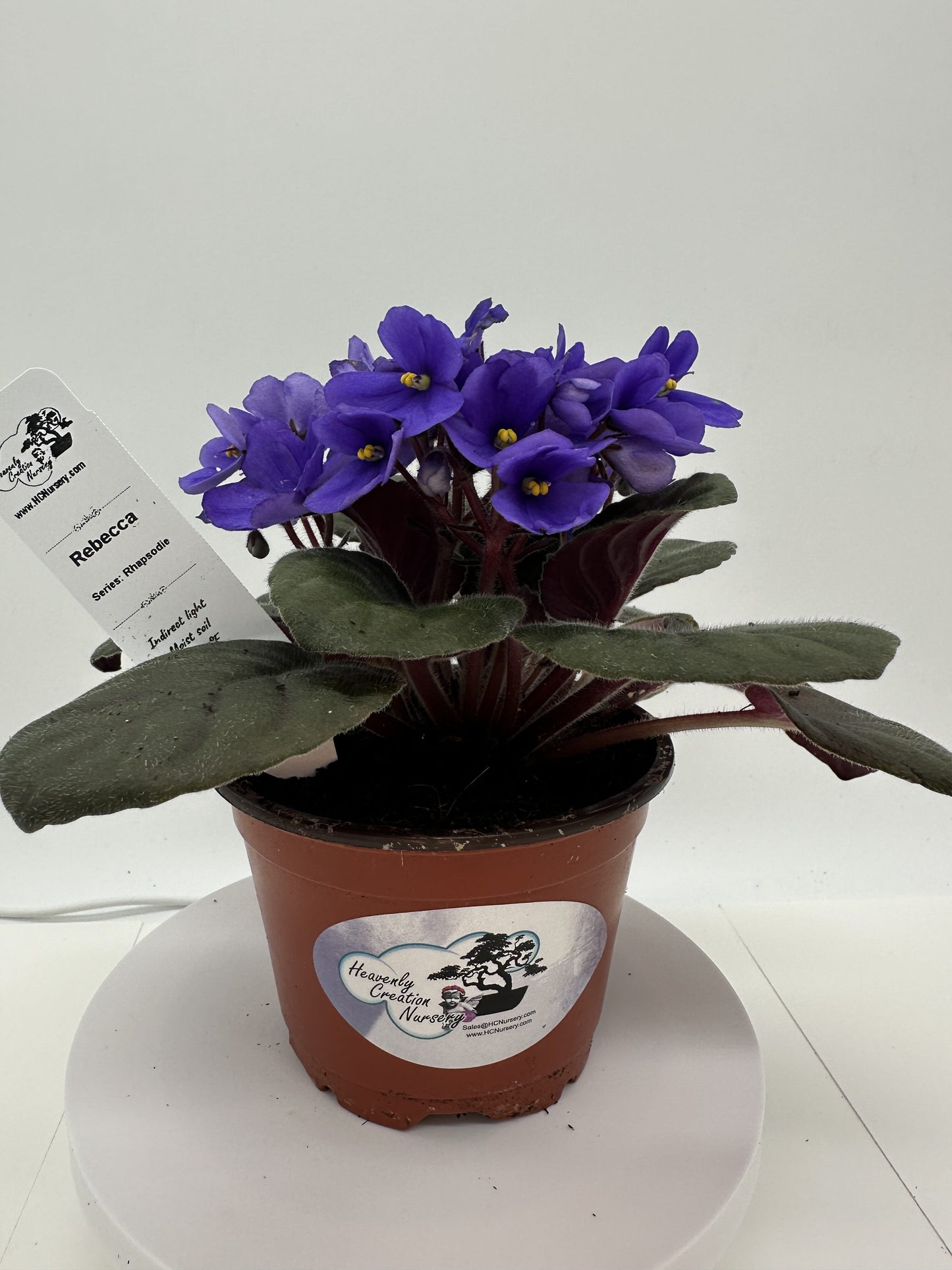 Rebecca - Live African Violet 4" - Series: Rhapsodie
