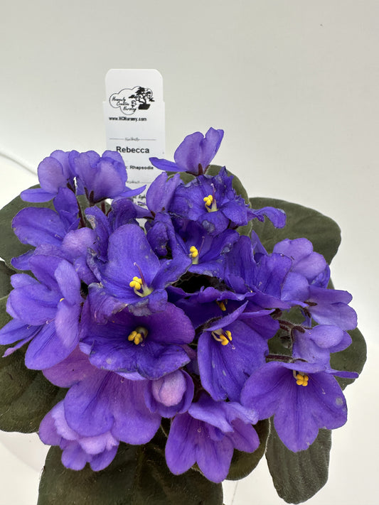Rebecca - Live African Violet 4" - Series: Rhapsodie