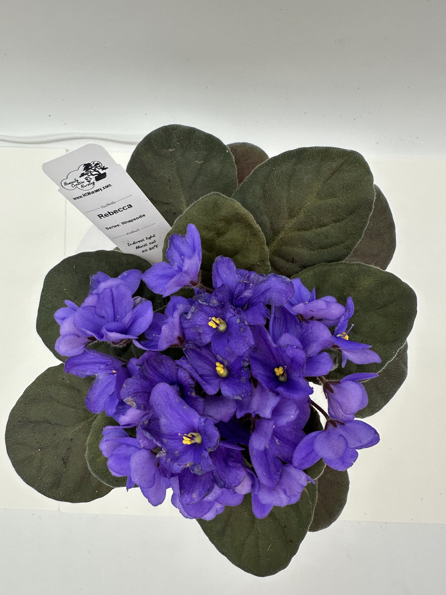 Rebecca - Live African Violet 4" - Series: Rhapsodie