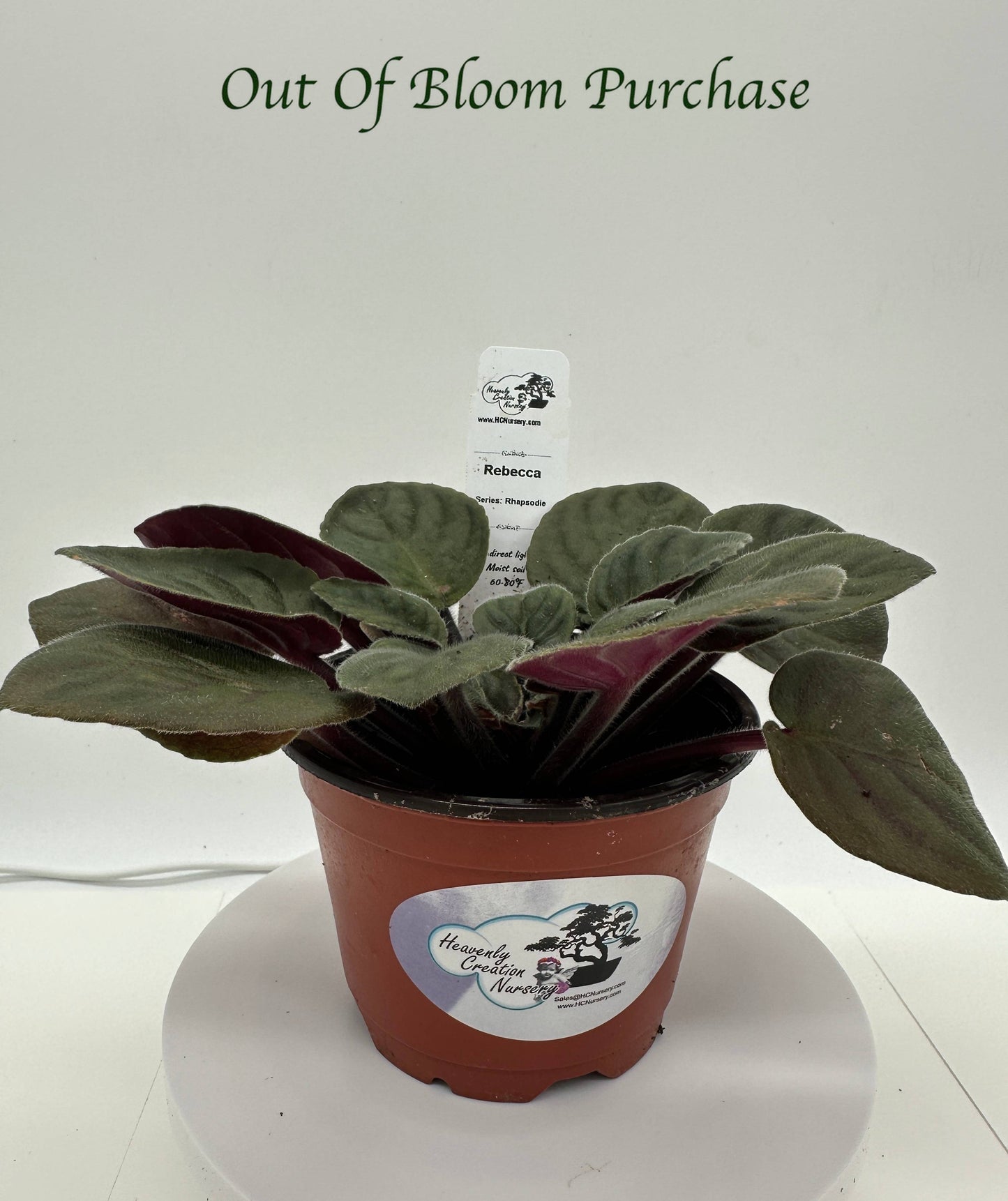 Rebecca - Live African Violet 4" - Series: Rhapsodie
