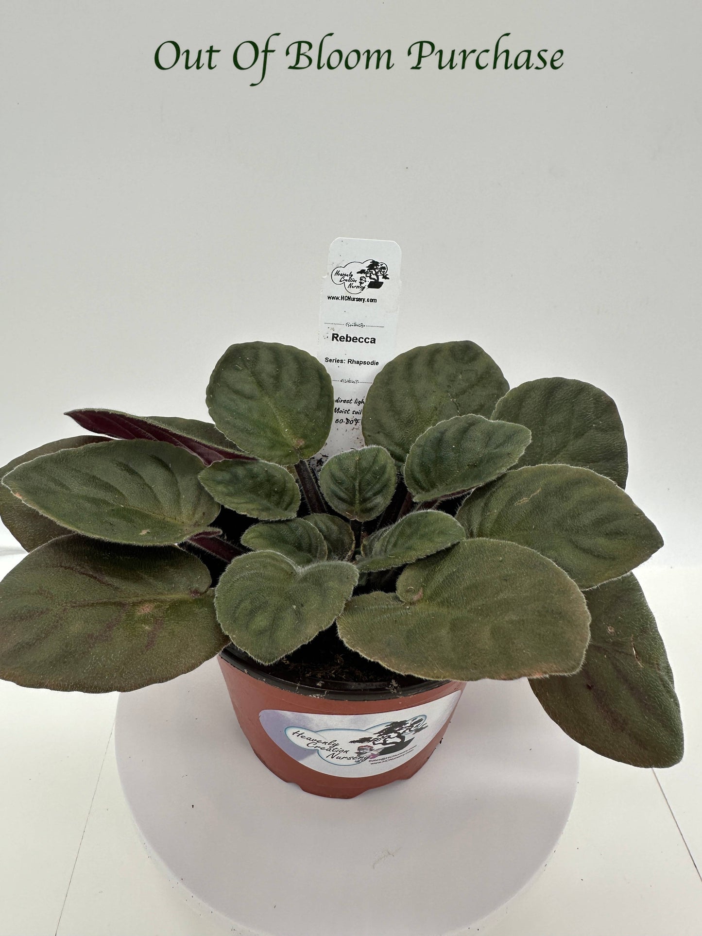 Rebecca - Live African Violet 4" - Series: Rhapsodie