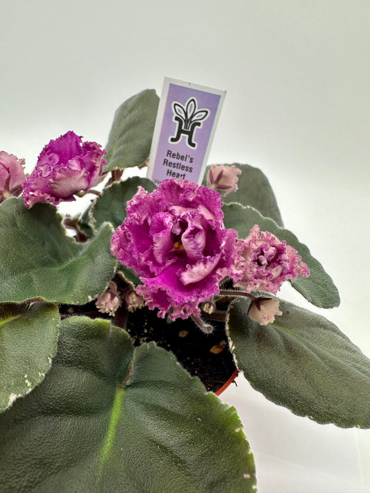 Rebel's Restless Heart - Live African Violet 4"