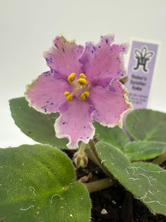 Rebel's Splatter Kake - Live African Violet 4"