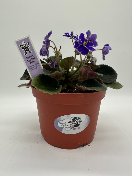 Rebel's Night Breezes - Live African Violet 6"