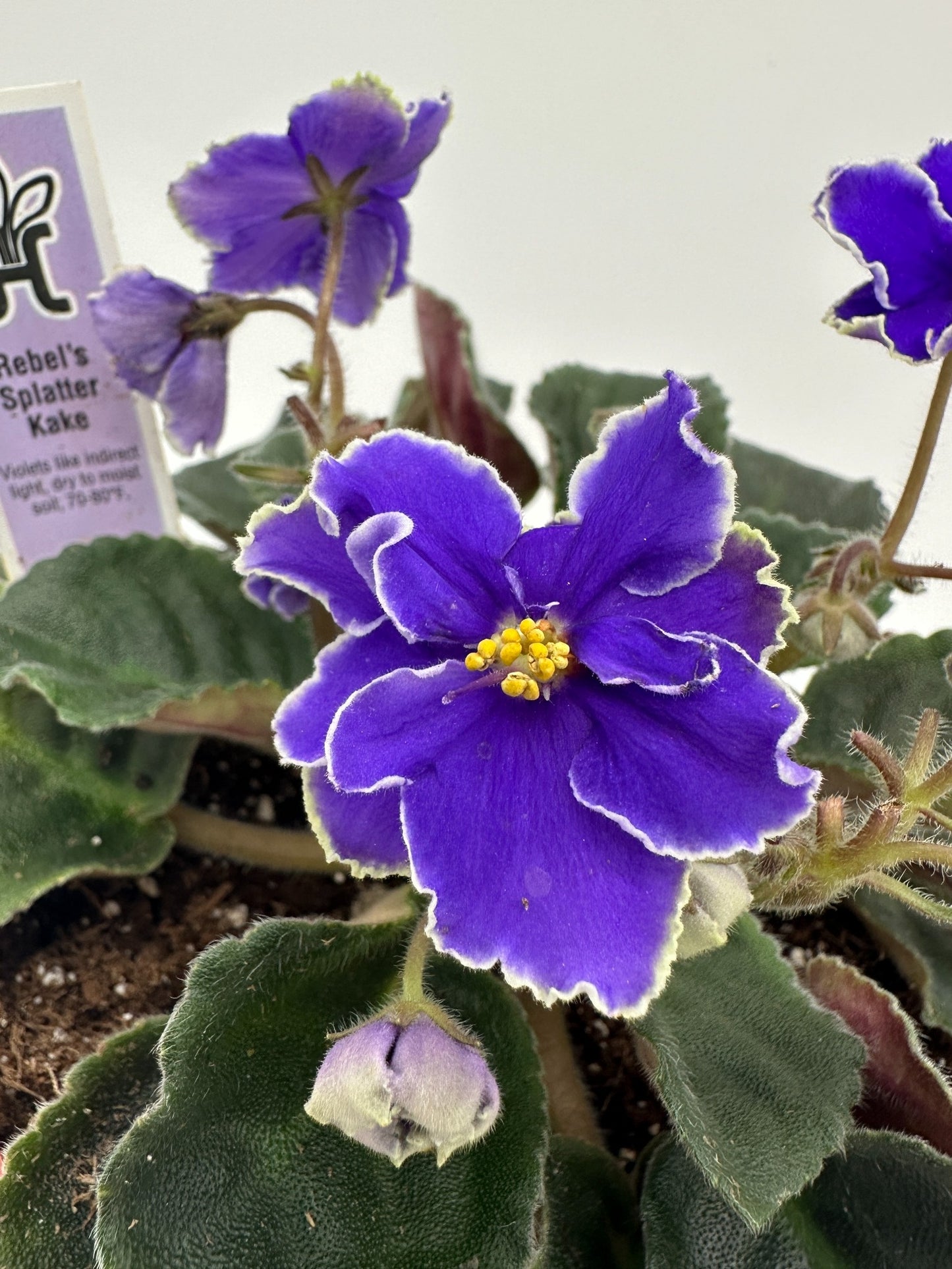 Rebel's Night Breezes - Live African Violet 6"