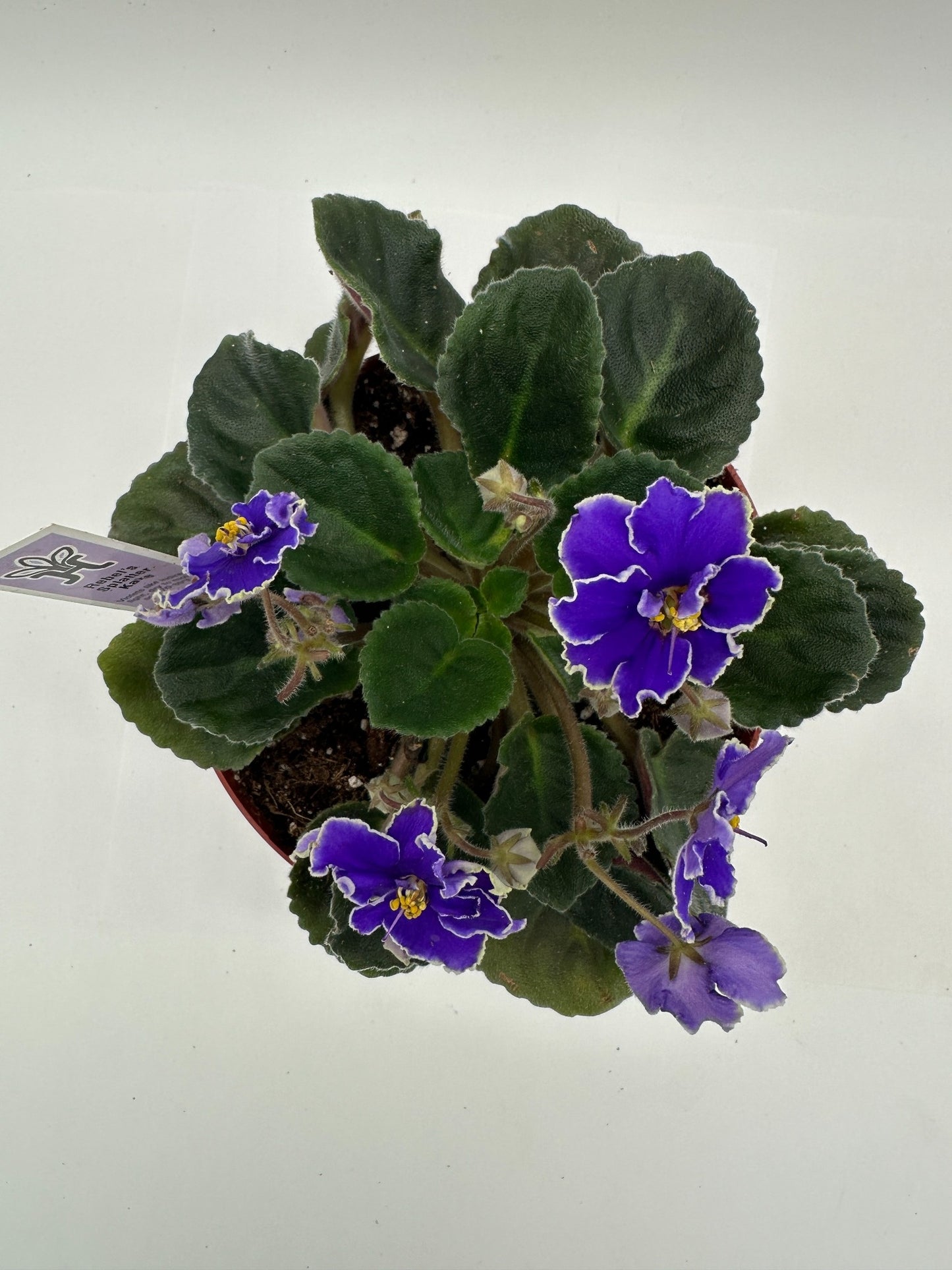 Rebel's Night Breezes - Live African Violet 6"