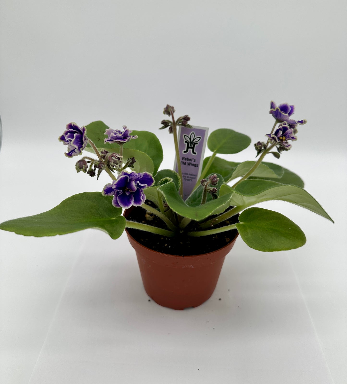 Rebel's Wild Wings - Live African Violet 4"