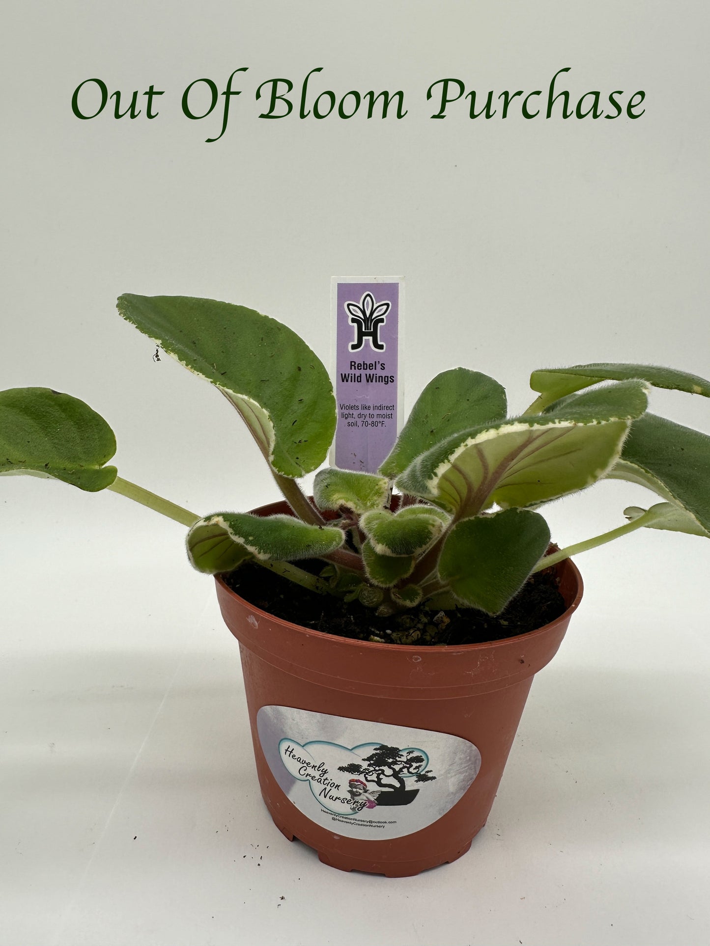 Rebel's Wild Wings - Live African Violet 4"