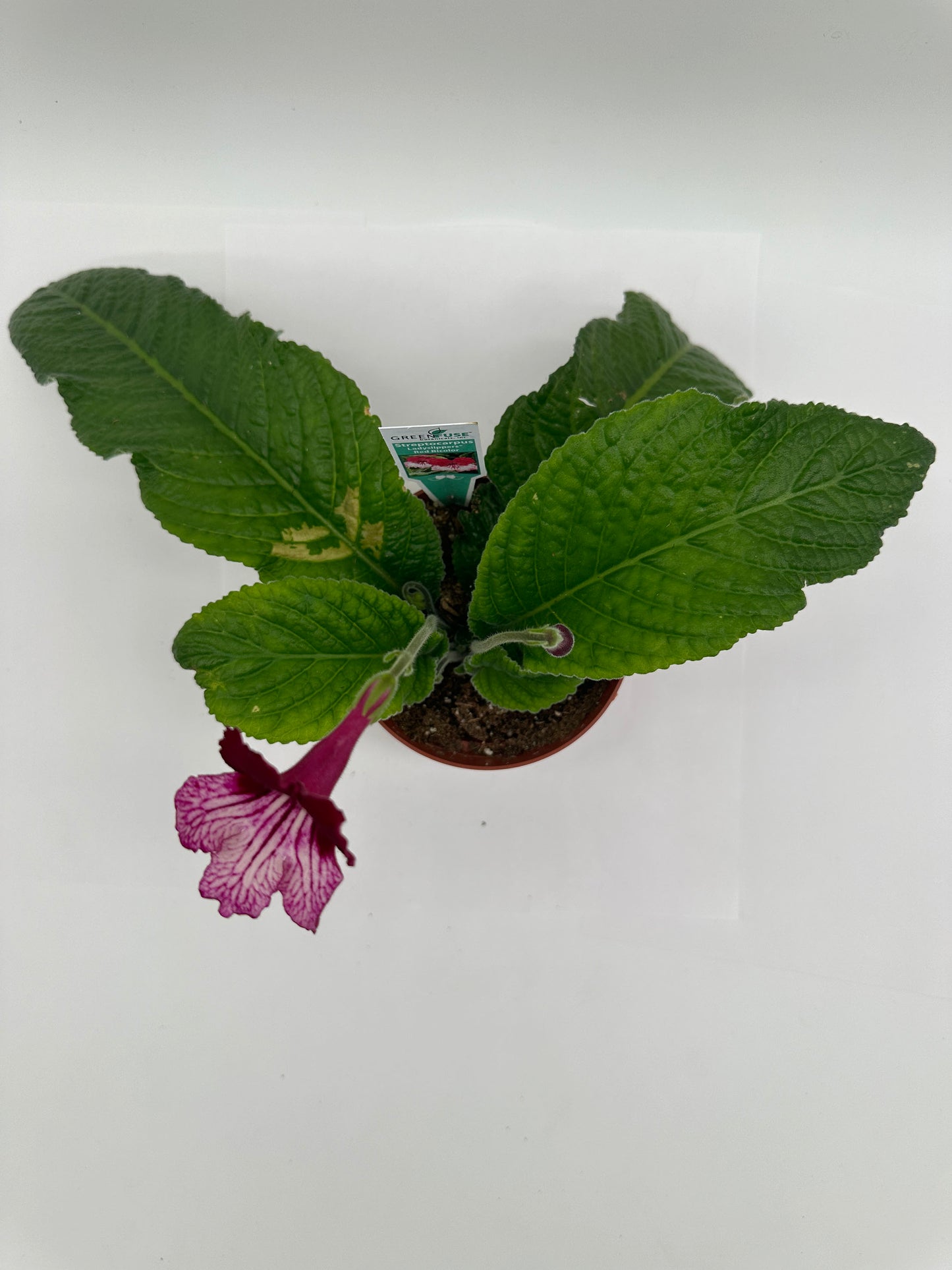 Red BiColor Streptocarpus Ladyslipper (Cape Primrose) Live Plant in 4" nursery pot