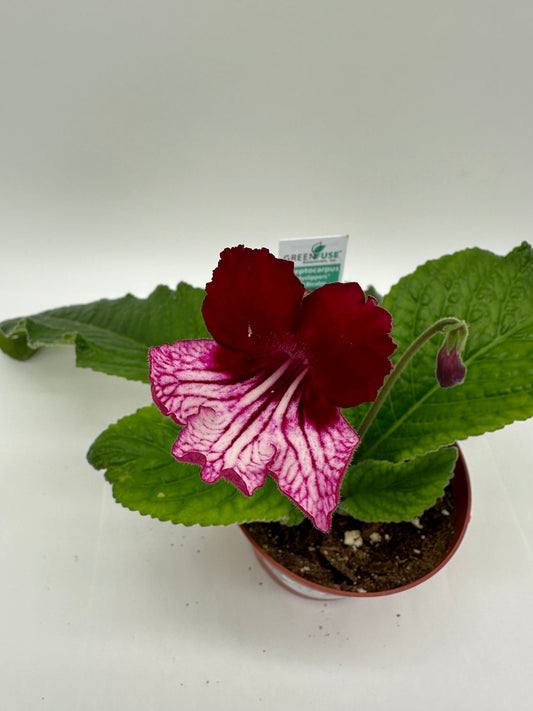 Red Bi Color Streptocarpus Ladyslipper (Cape Primrose) Live Plant in 4" nursery pot