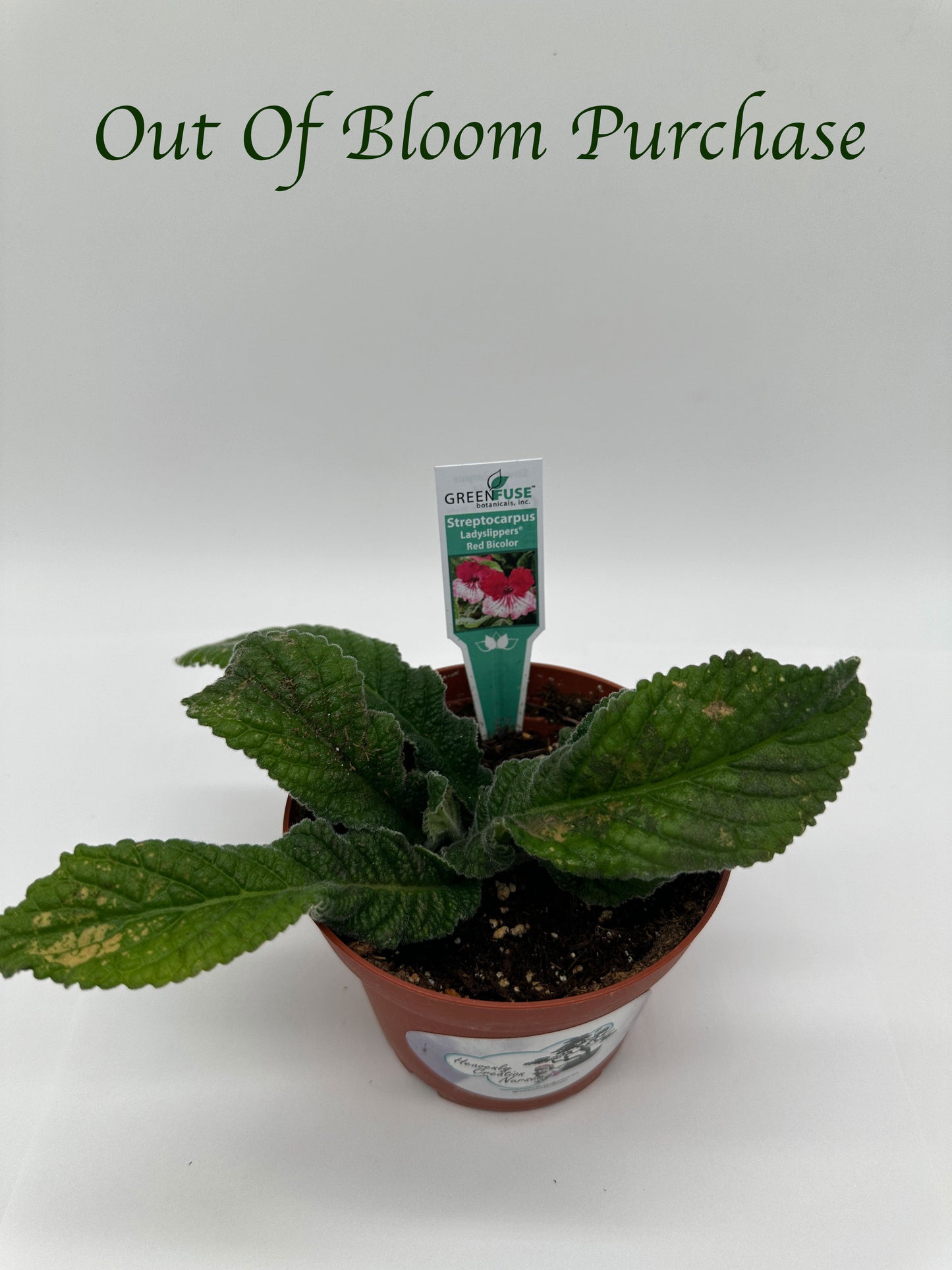 Red BiColor Streptocarpus Ladyslipper (Cape Primrose) Live Plant in 4" nursery pot