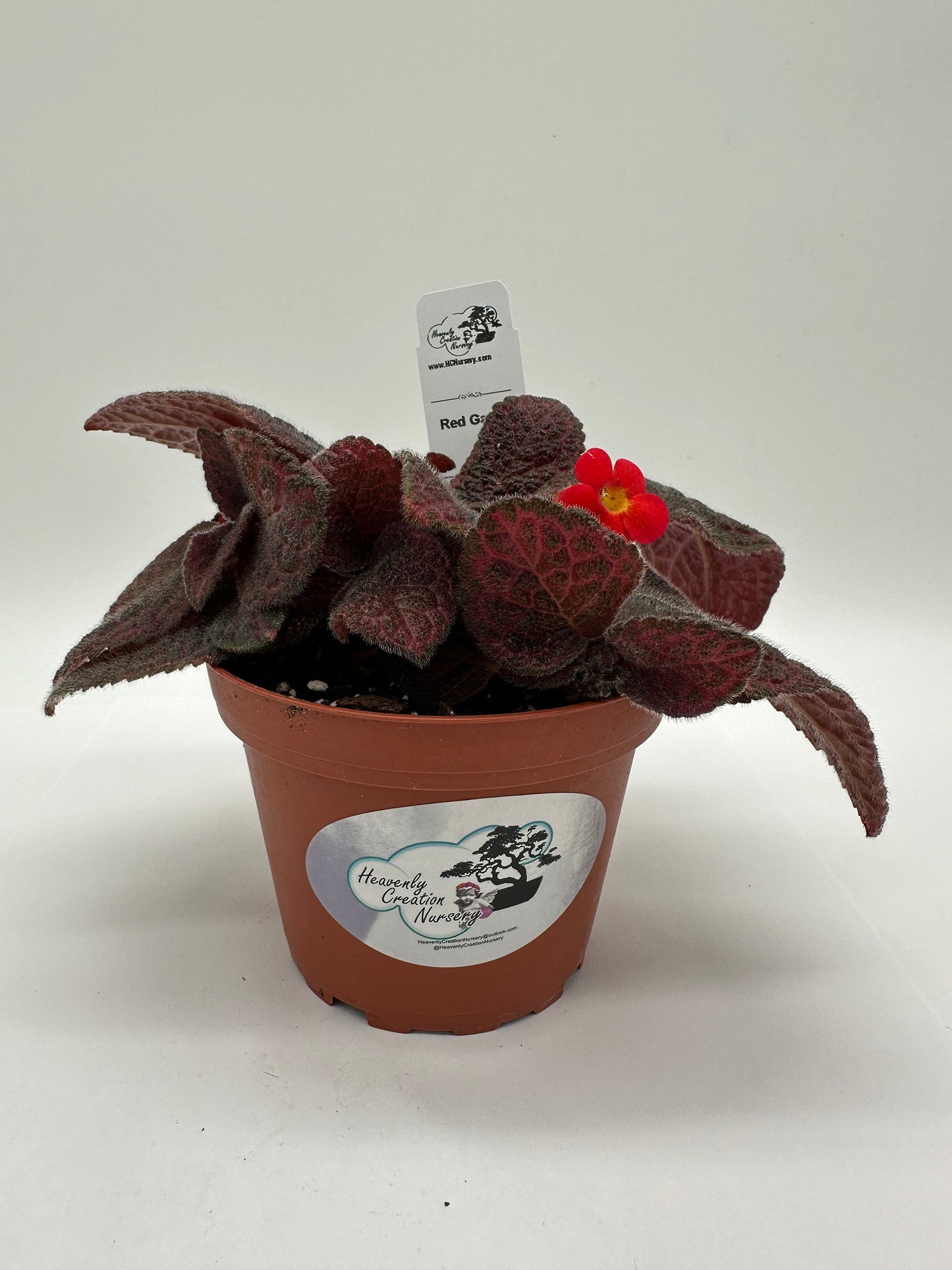 Red Gator - Live Episcia 4"