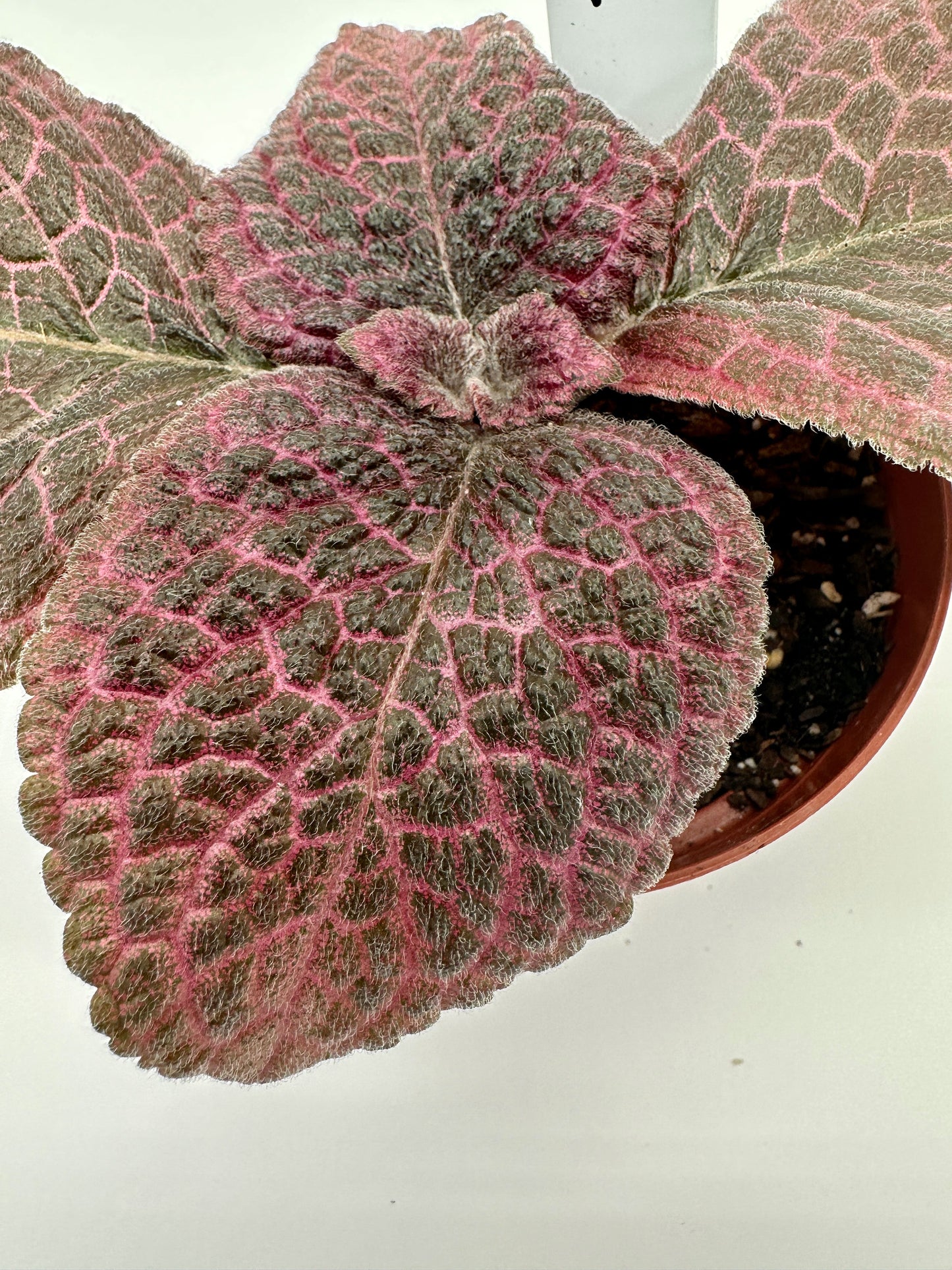 Red Gator - Live Episcia 4"