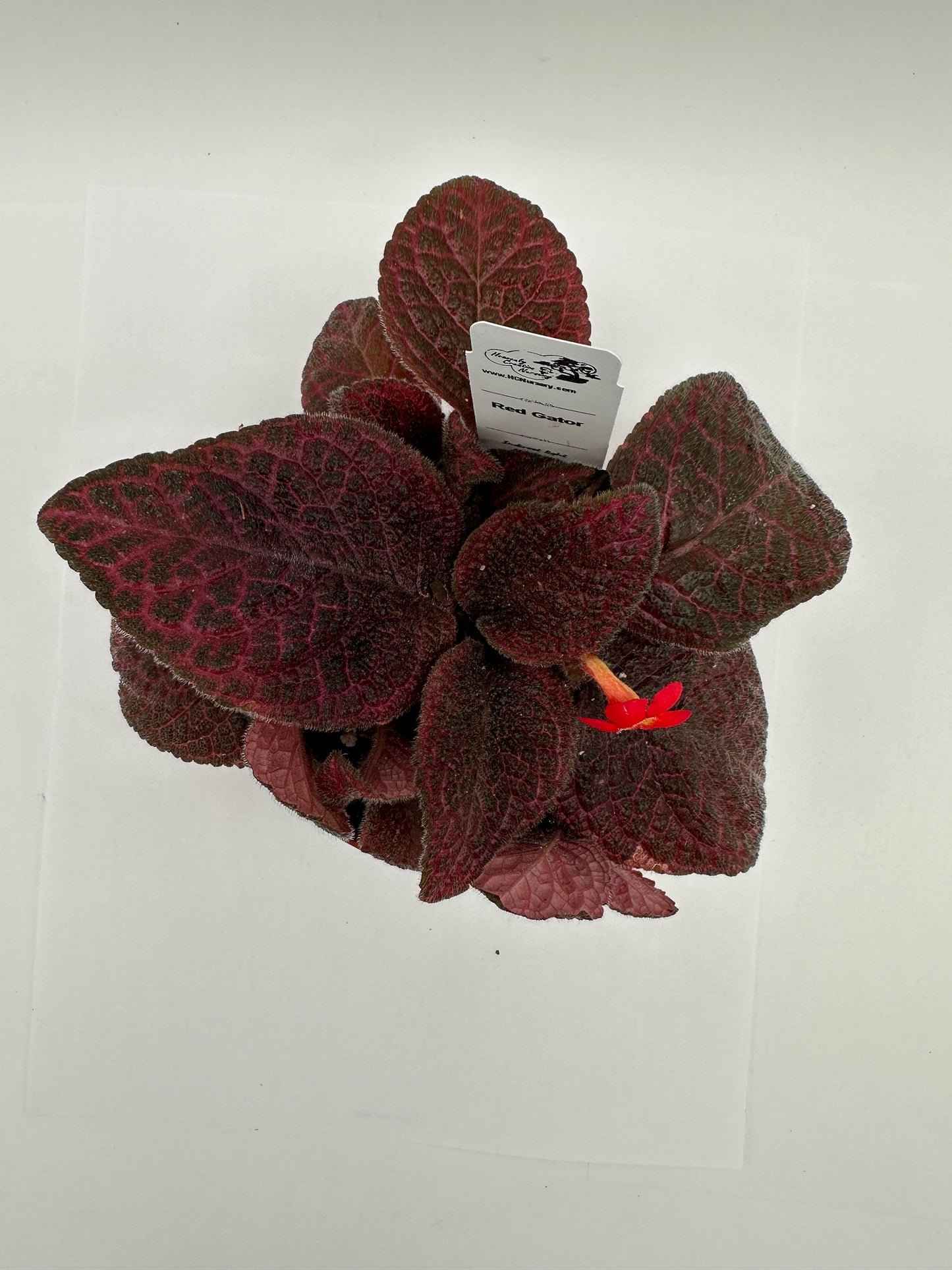 Red Gator - Live Episcia 4"