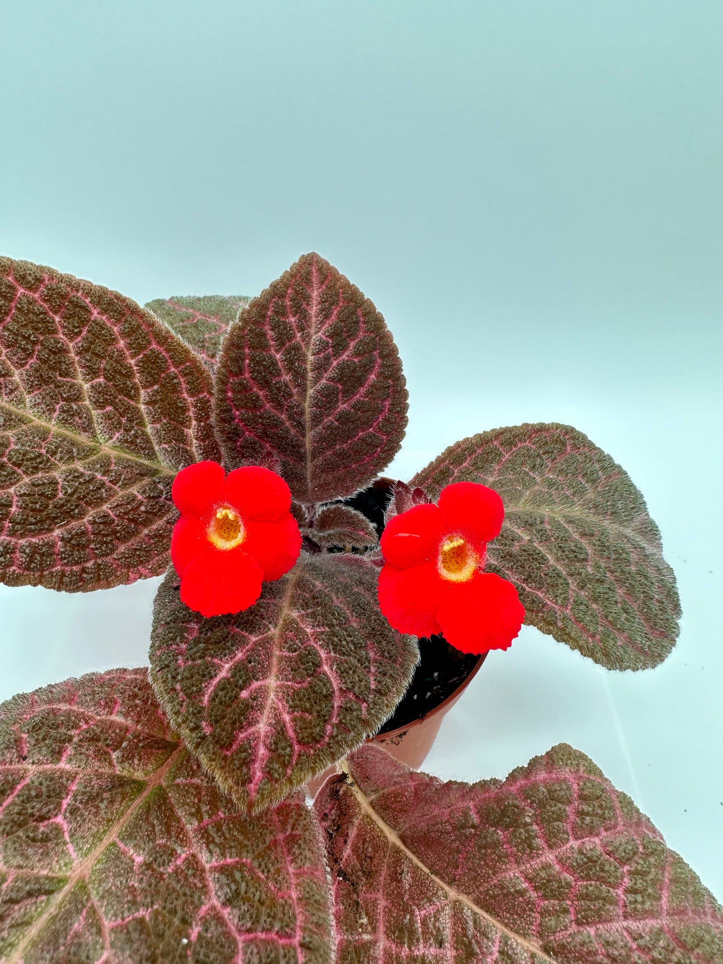 Red Gator - Live Episcia 4"