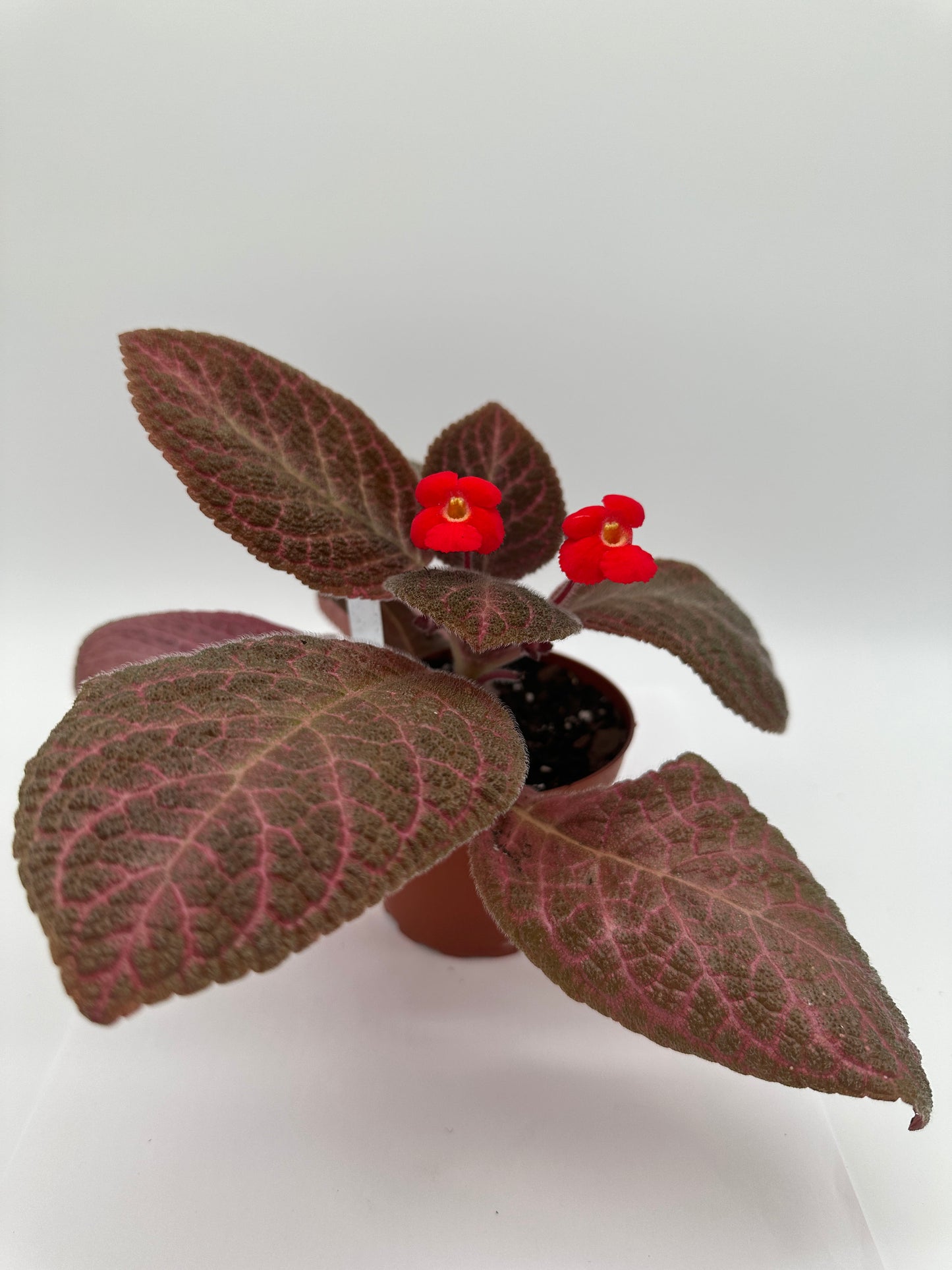 Red Gator - Live Episcia 4"