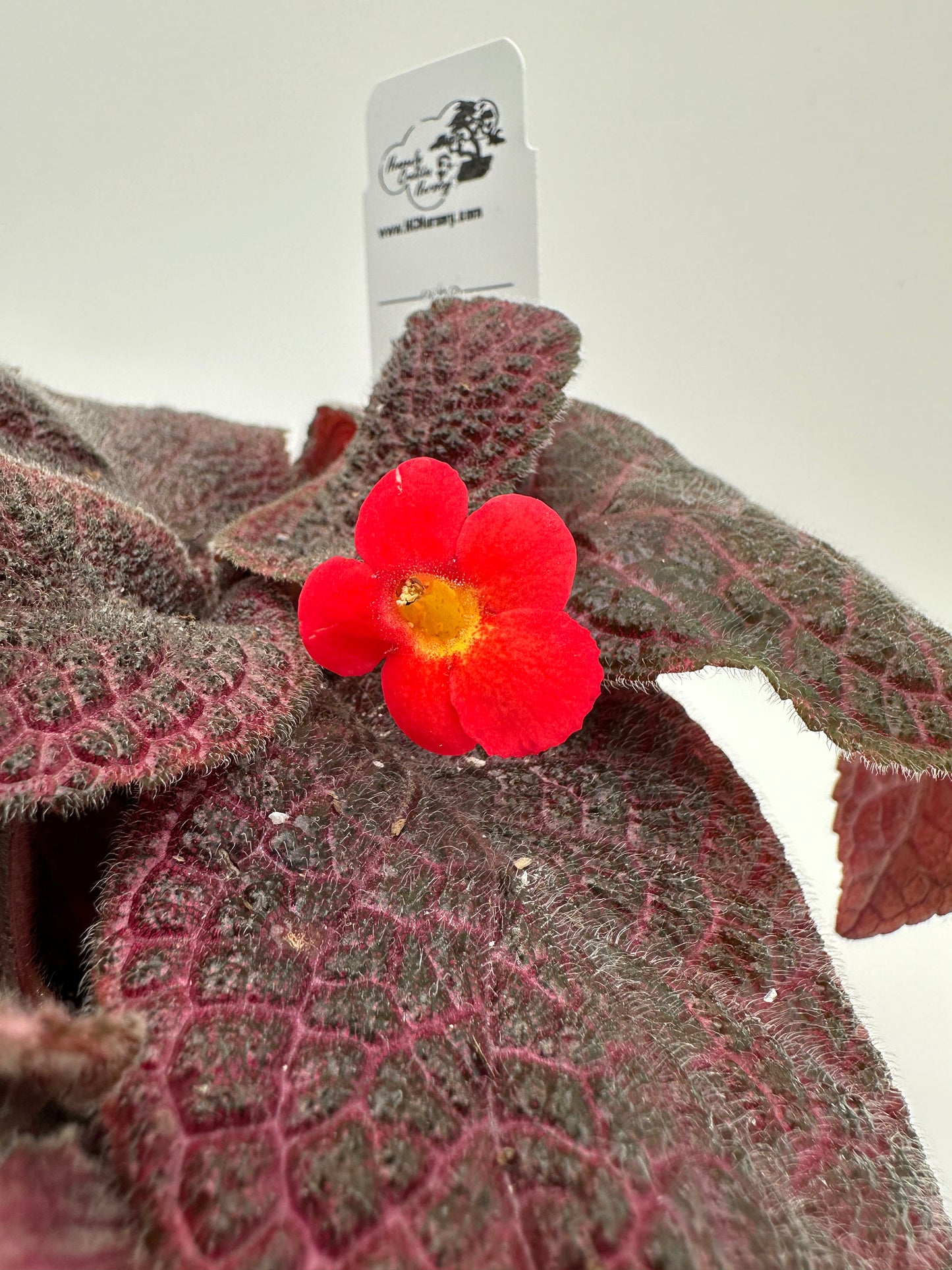 Red Gator - Live Episcia 4"