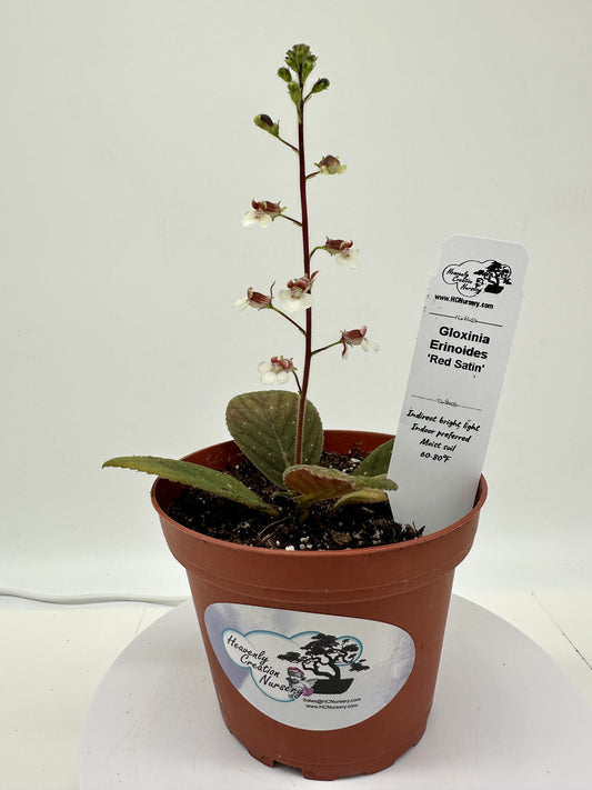 Red Satin - Gloxinia erinoides - Live Plant 4" - Rare