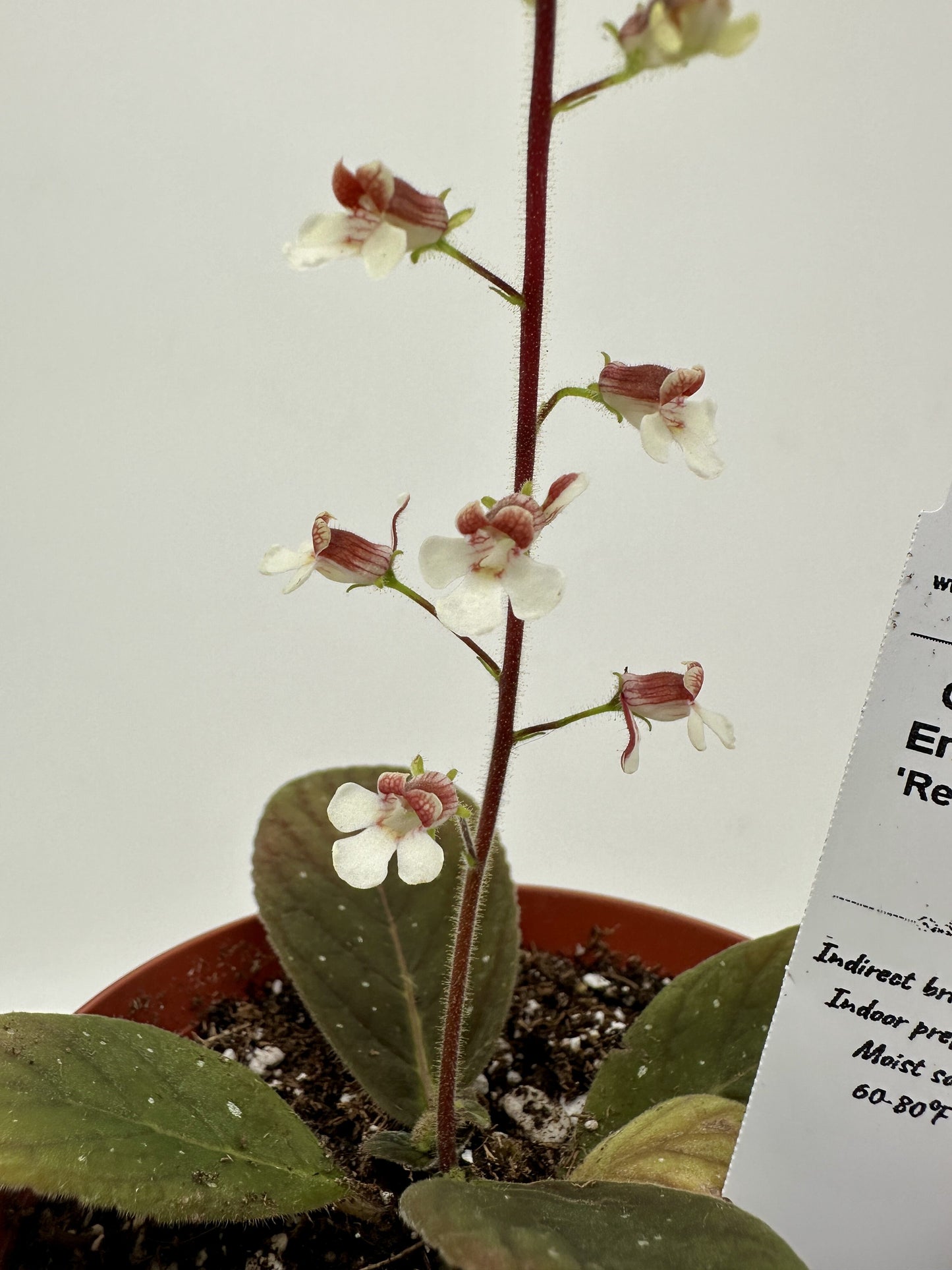Red Satin - Gloxinia erinoides - Live Plant 4" - Rare