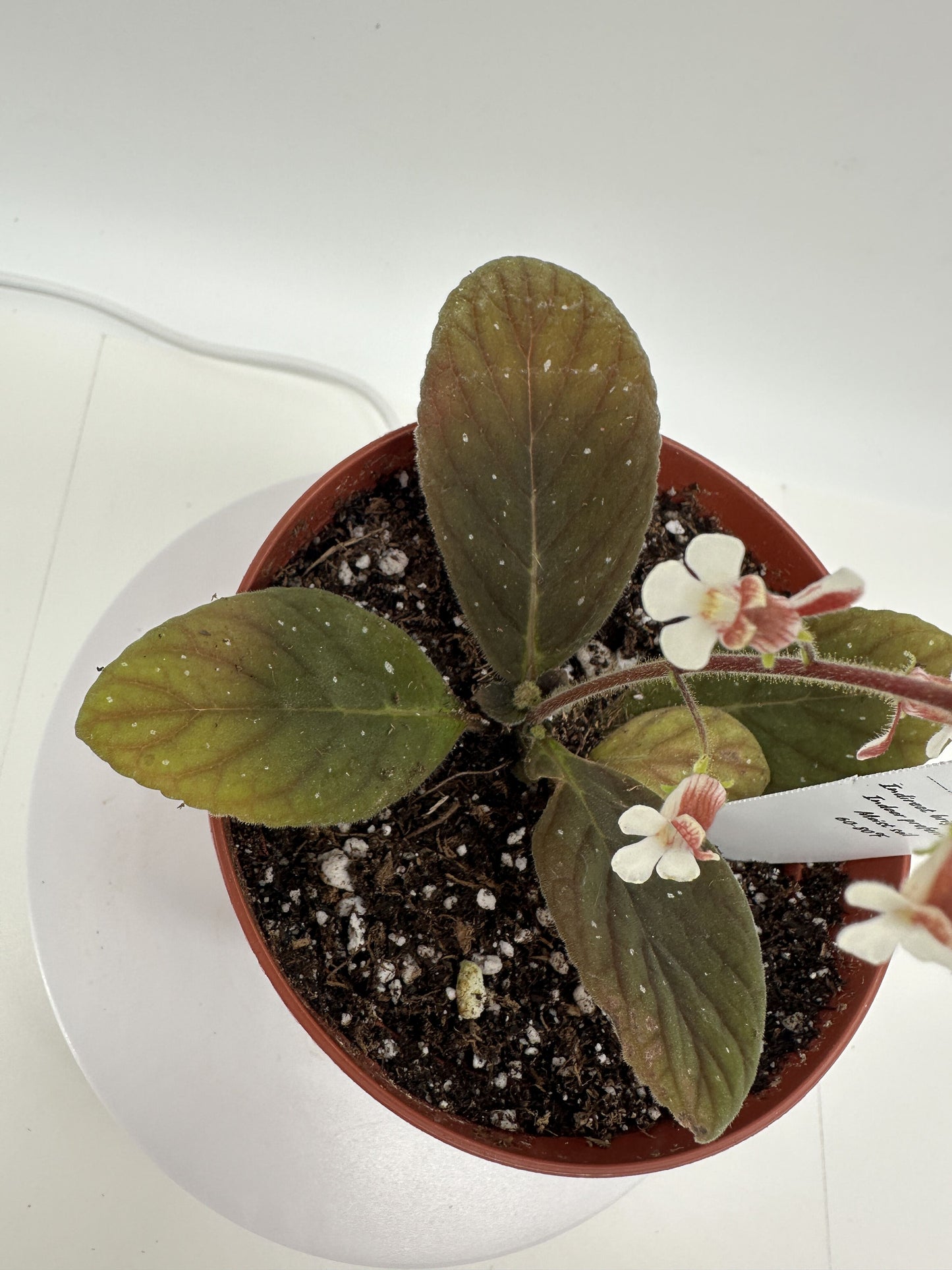 Red Satin - Gloxinia erinoides - Live Plant 4" - Rare
