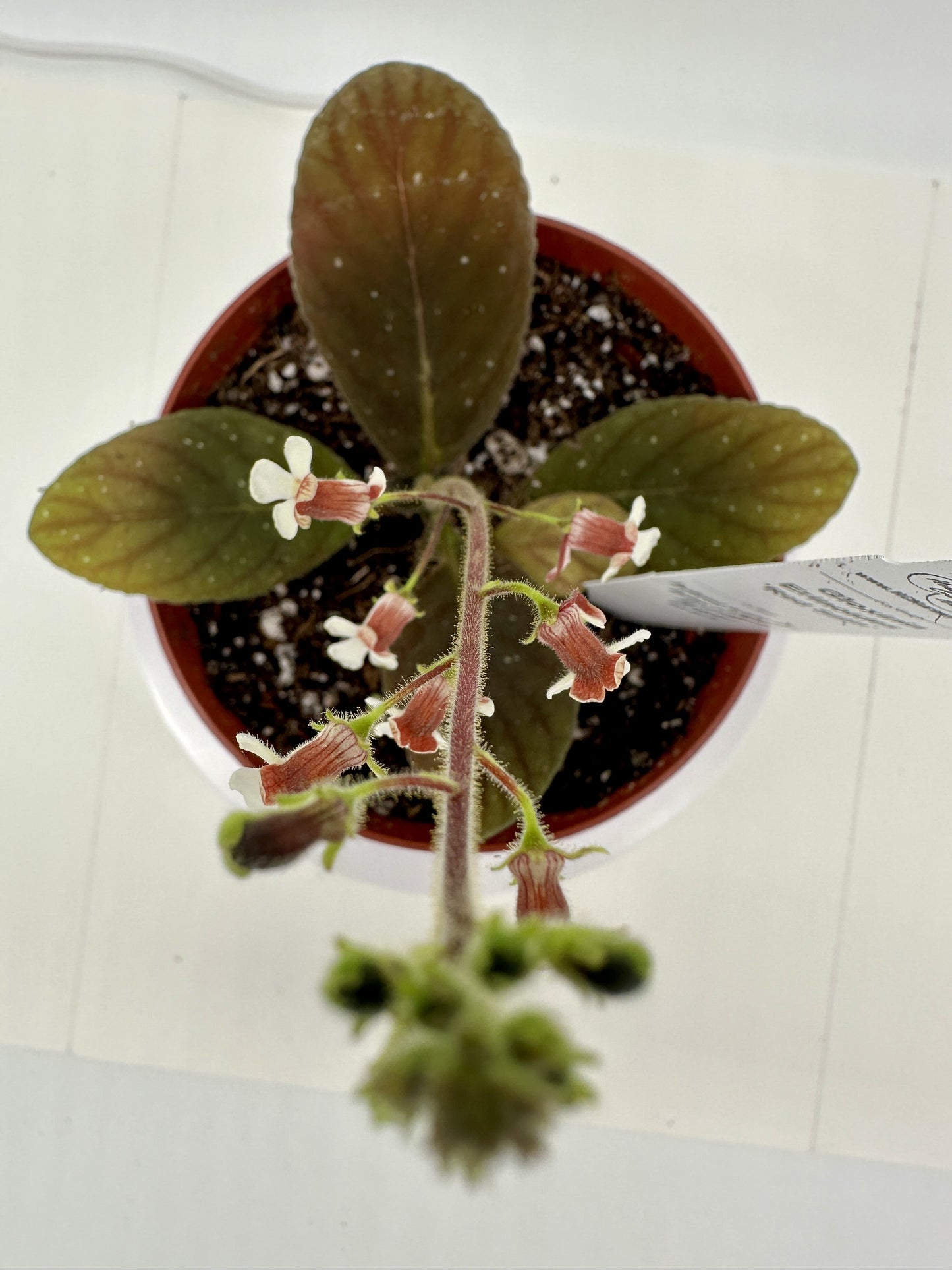 Red Satin - Gloxinia erinoides - Live Plant 4" - Rare