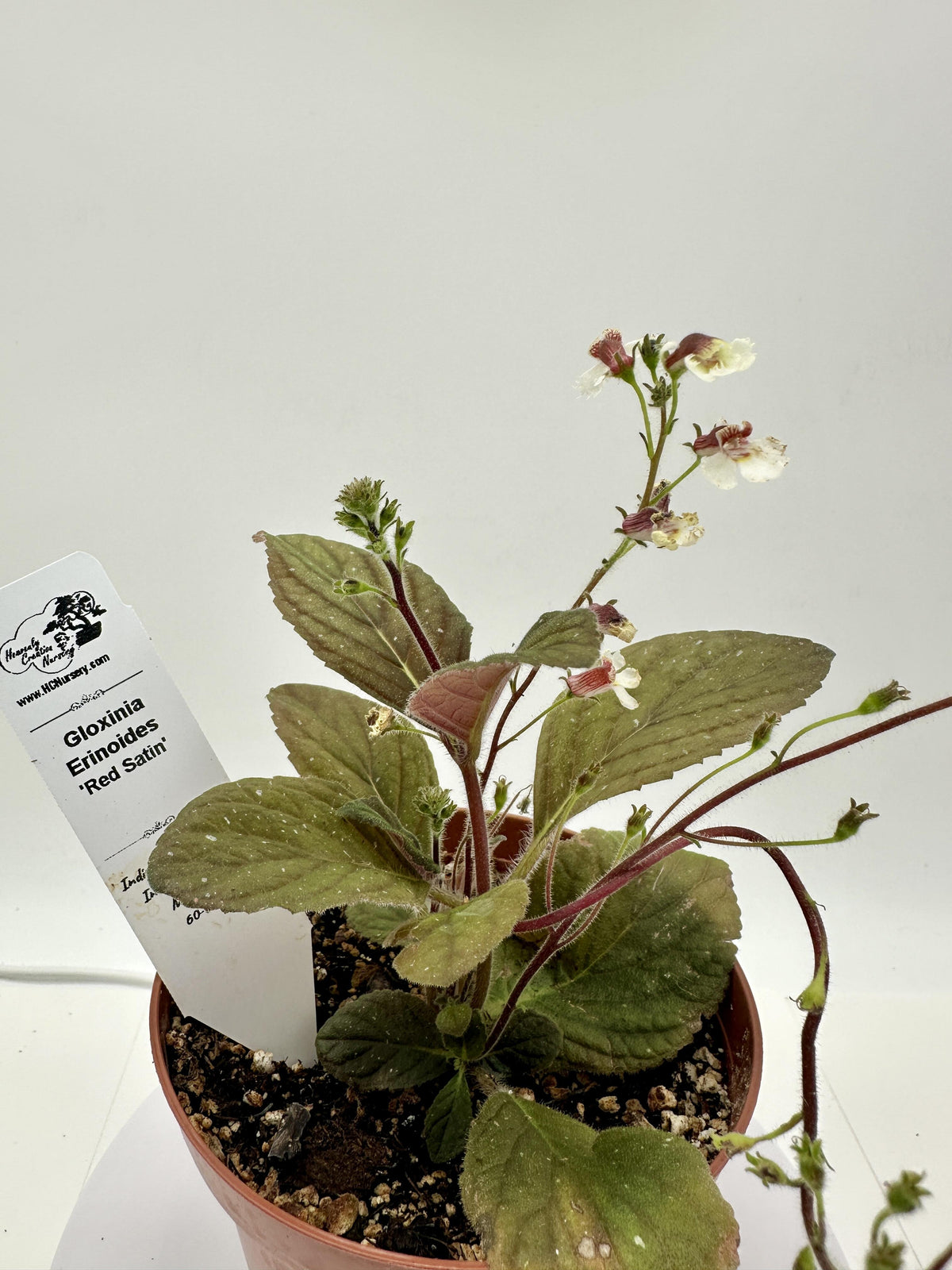 Red Satin - Gloxinia erinoides (Semmannia erinoides) - Live Plant 4" - Rare