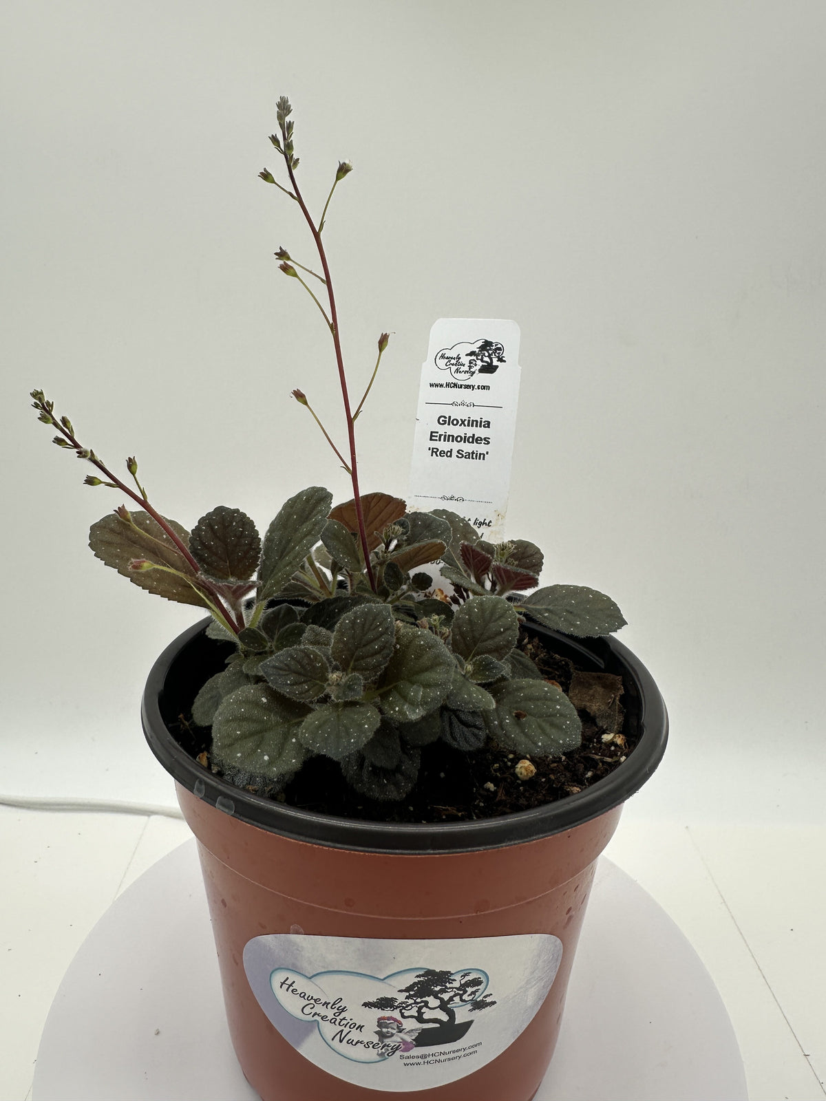 Red Satin "Supreme" - Gloxinia erinoides (Semmannia erinoides) - Live Plant 4" - Rare