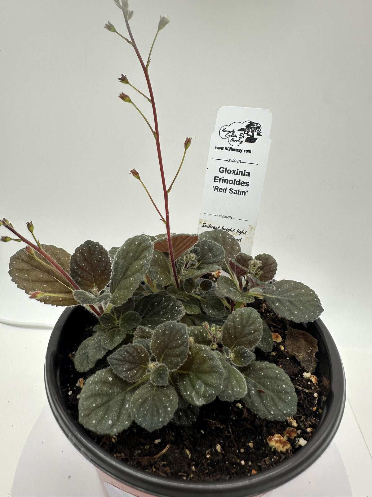 Red Satin "Supreme" - Gloxinia erinoides (Semmannia erinoides) - Live Plant 4" - Rare