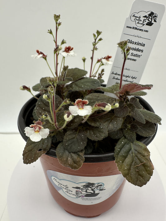 Red Satin "Supreme" - Gloxinia erinoides (Semmannia erinoides) - Live Plant 4" - Rare