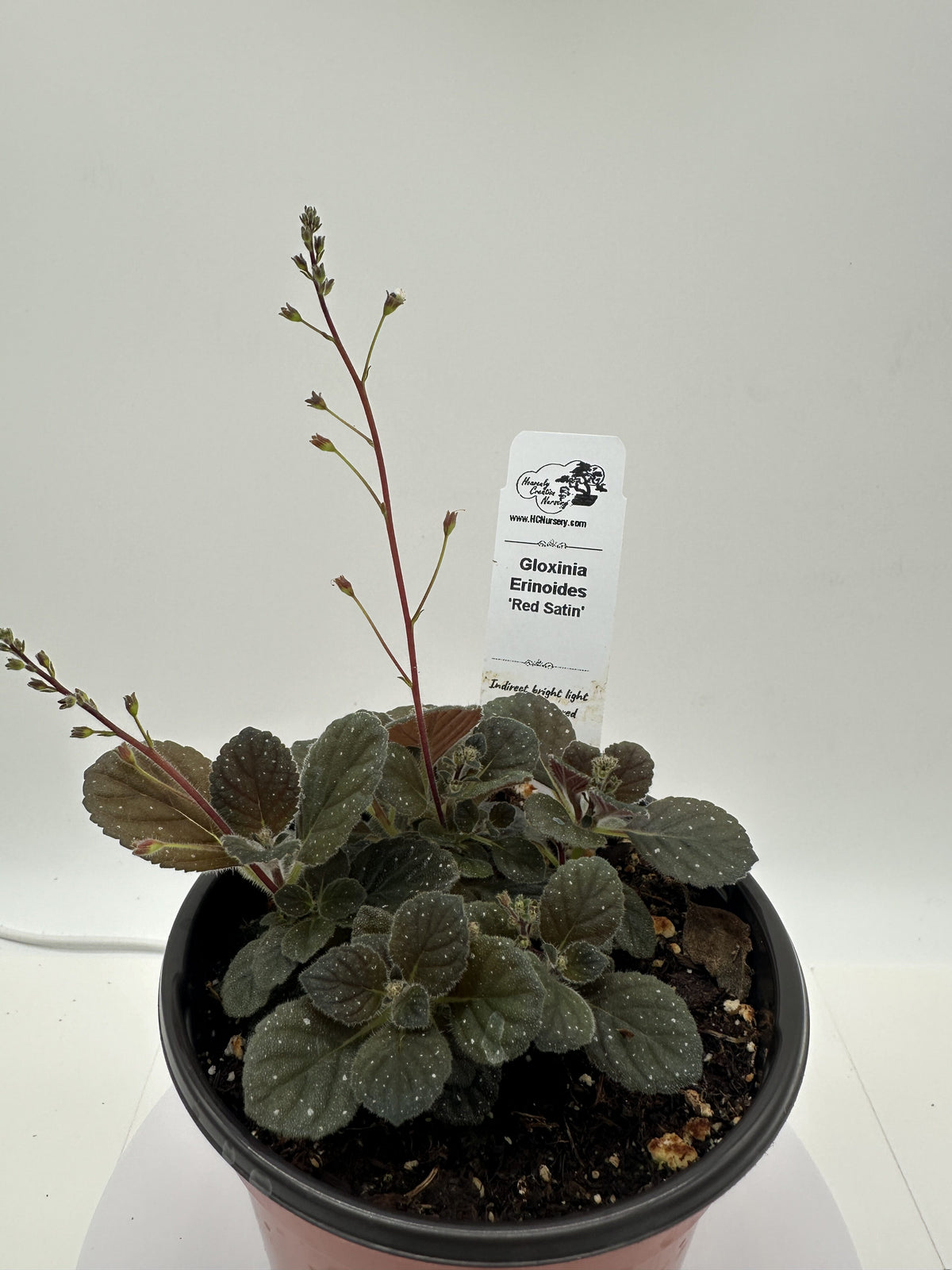 Red Satin "Supreme" - Gloxinia erinoides (Semmannia erinoides) - Live Plant 4" - Rare