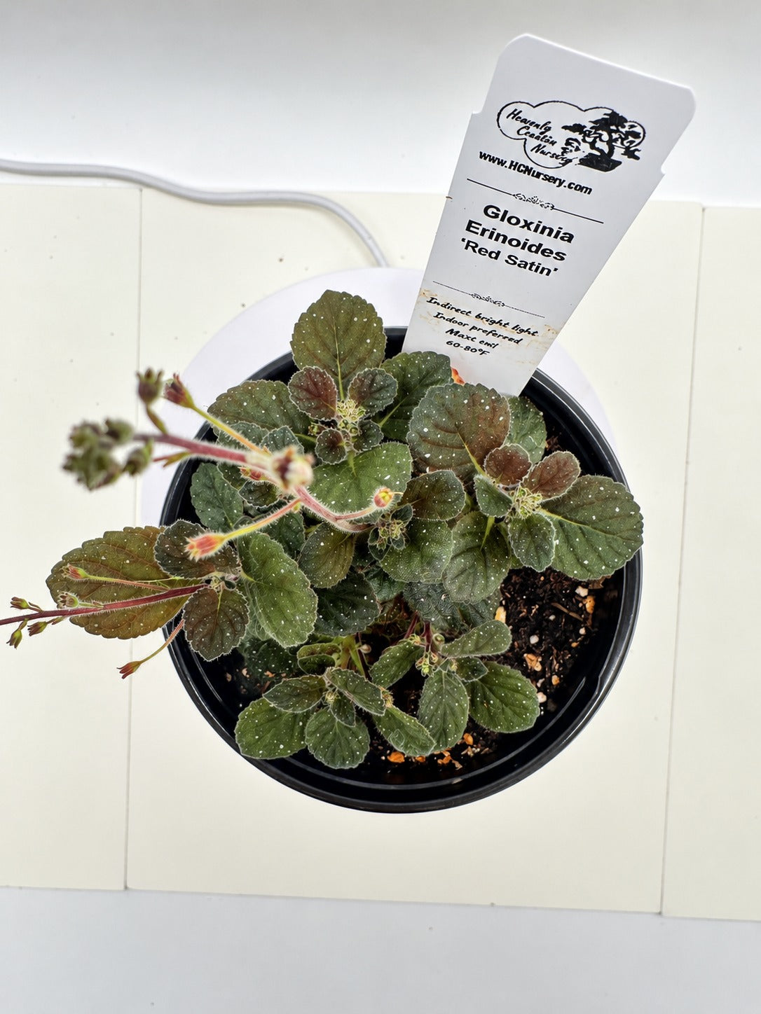 Red Satin "Supreme" - Gloxinia erinoides (Semmannia erinoides) - Live Plant 4" - Rare