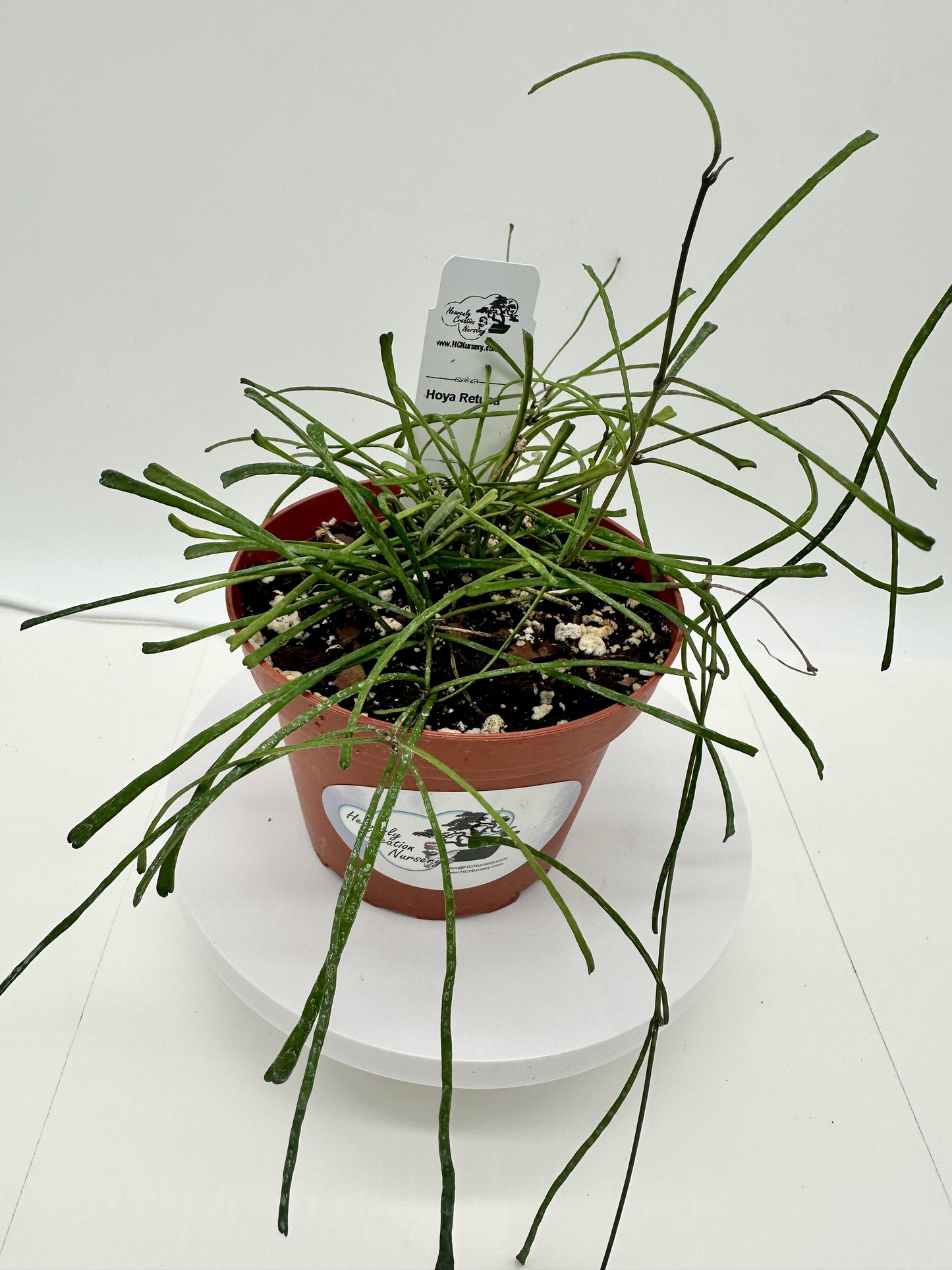 Retusa - Live Hoya 4"