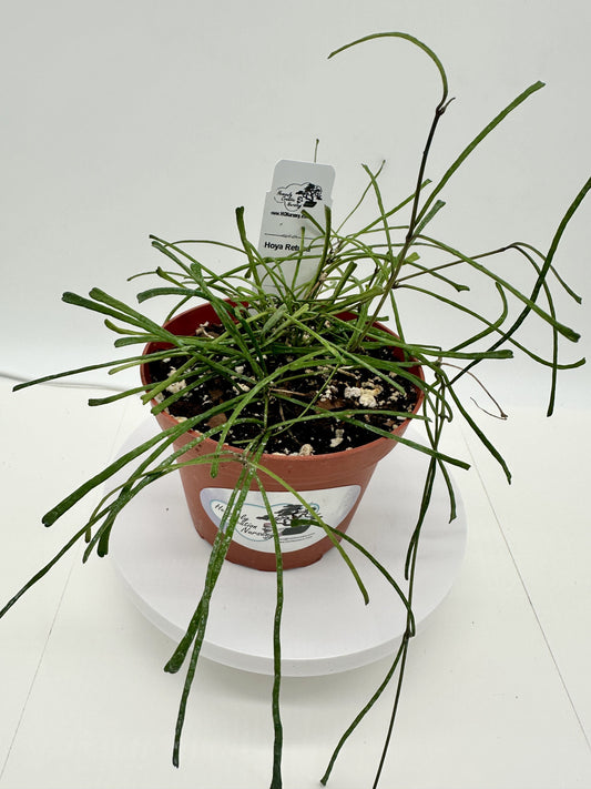 Retusa - Live Hoya 4"