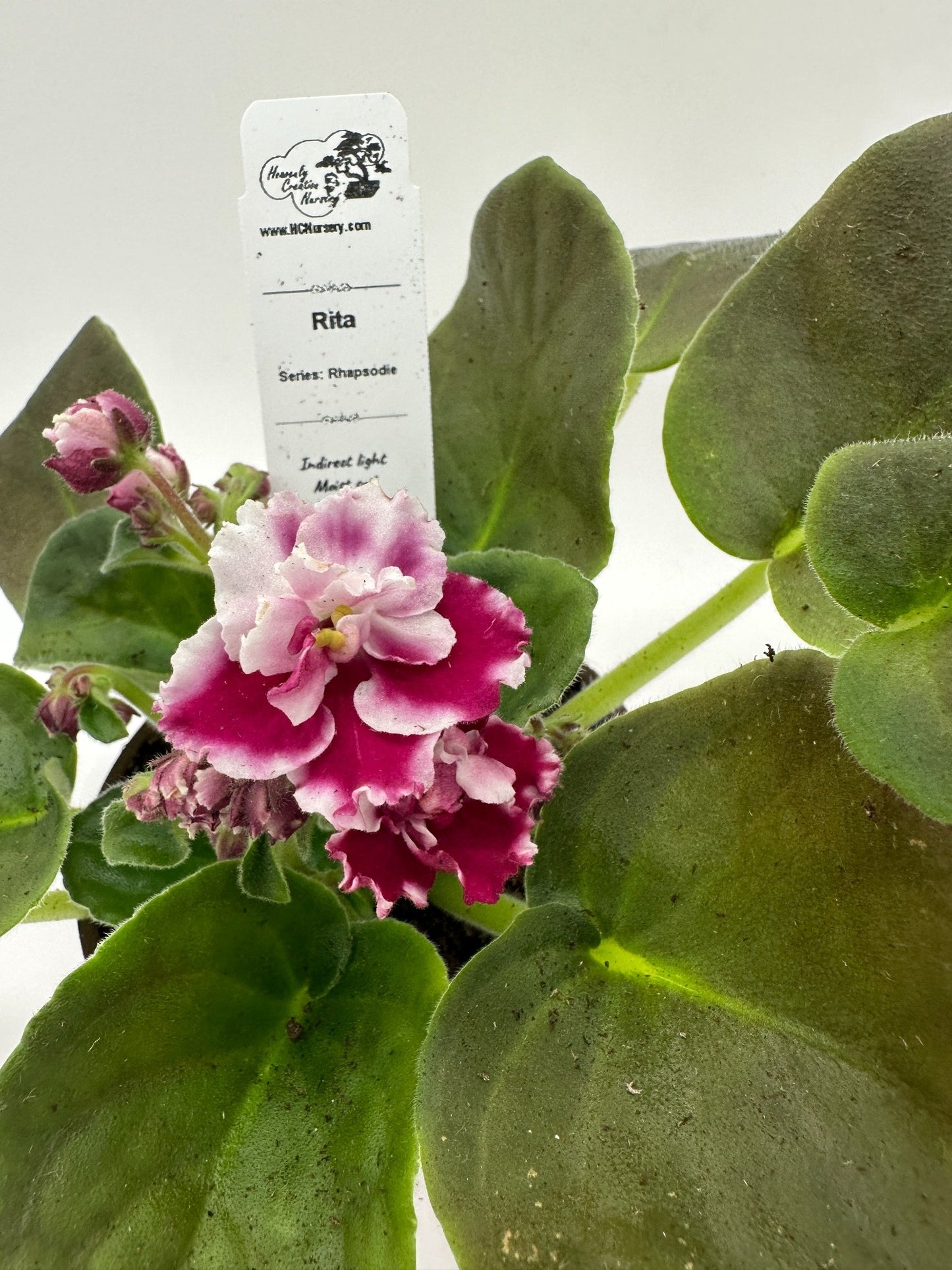 Rita - Live African Violet 4" - Series: Rhapsodie