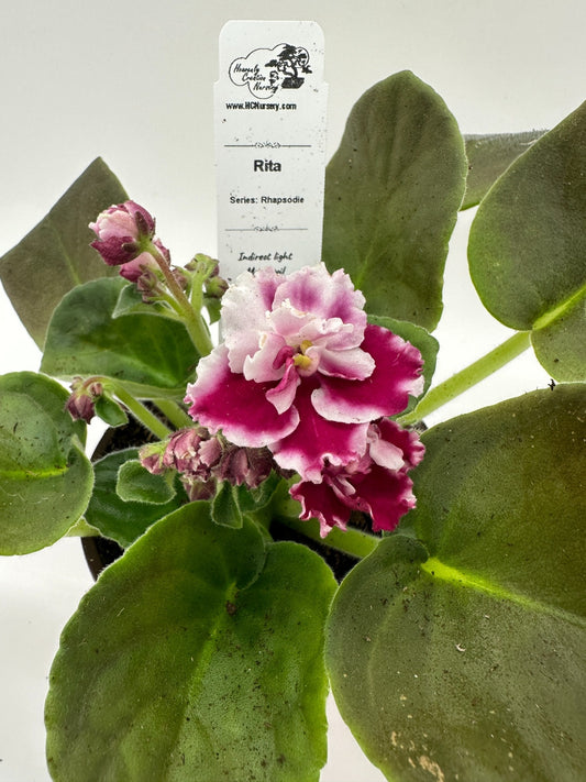 Rita - Live African Violet 4" - Series: Rhapsodie