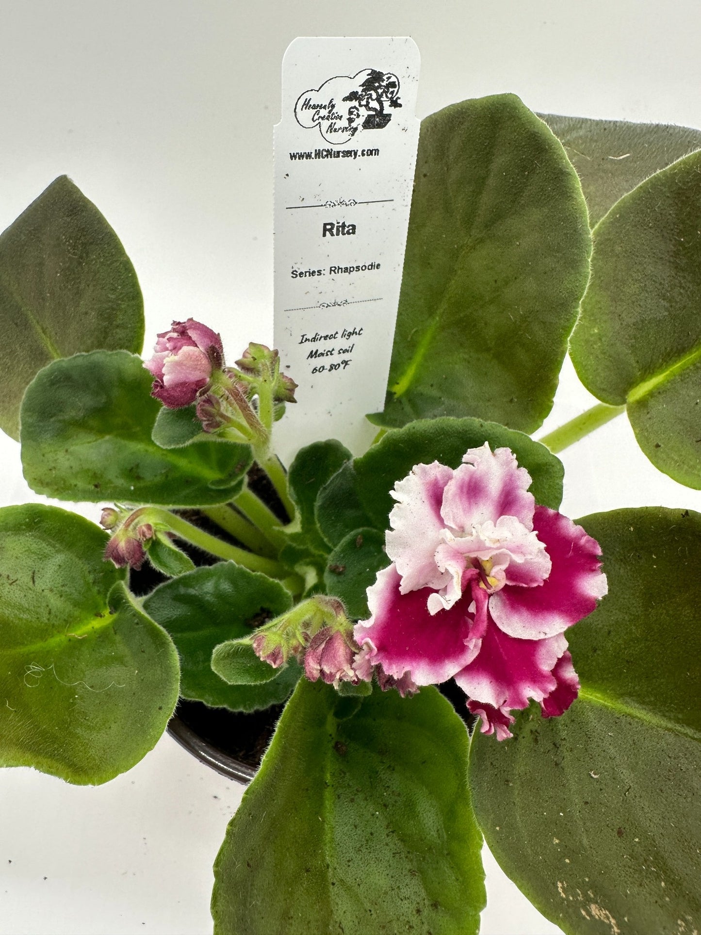 Rita - Live African Violet 4" - Series: Rhapsodie