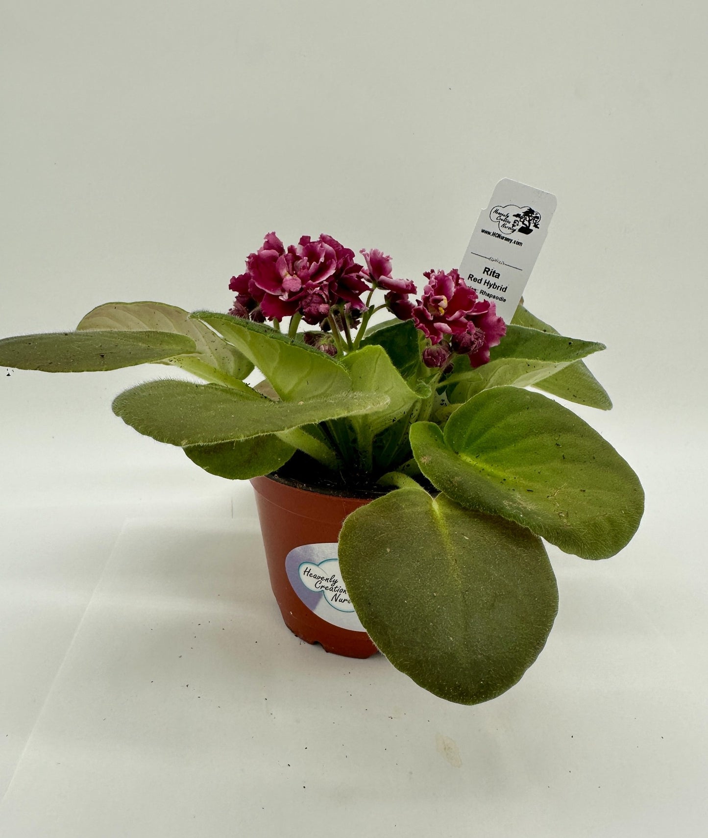 Rita - Red Hybrid - Live African Violet 4" - Series: Rhapsodie