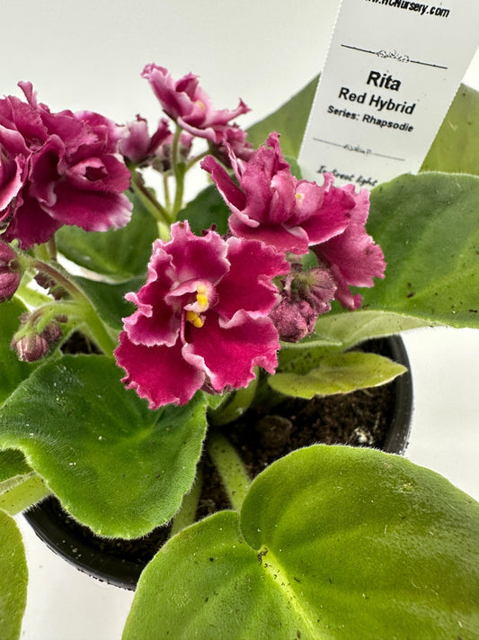 Rita - Red Hybrid - Live African Violet 4" - Series: Rhapsodie