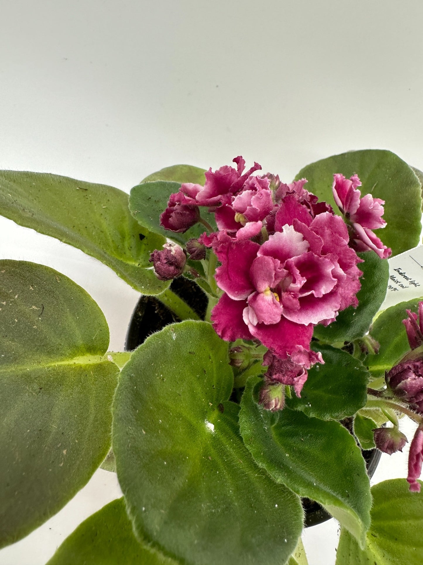 Rita - Red Hybrid - Live African Violet 4" - Series: Rhapsodie