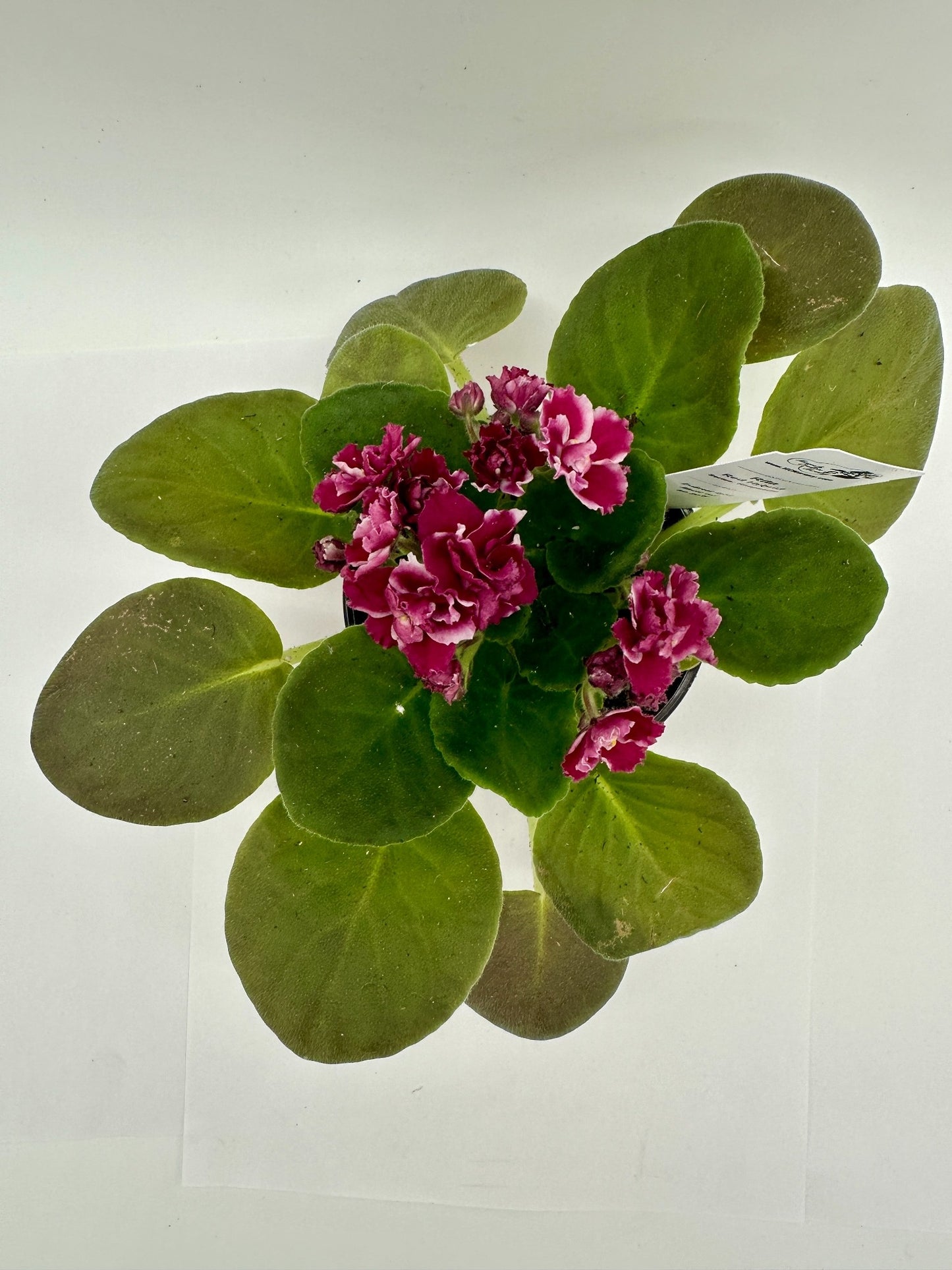 Rita - Red Hybrid - Live African Violet 4" - Series: Rhapsodie
