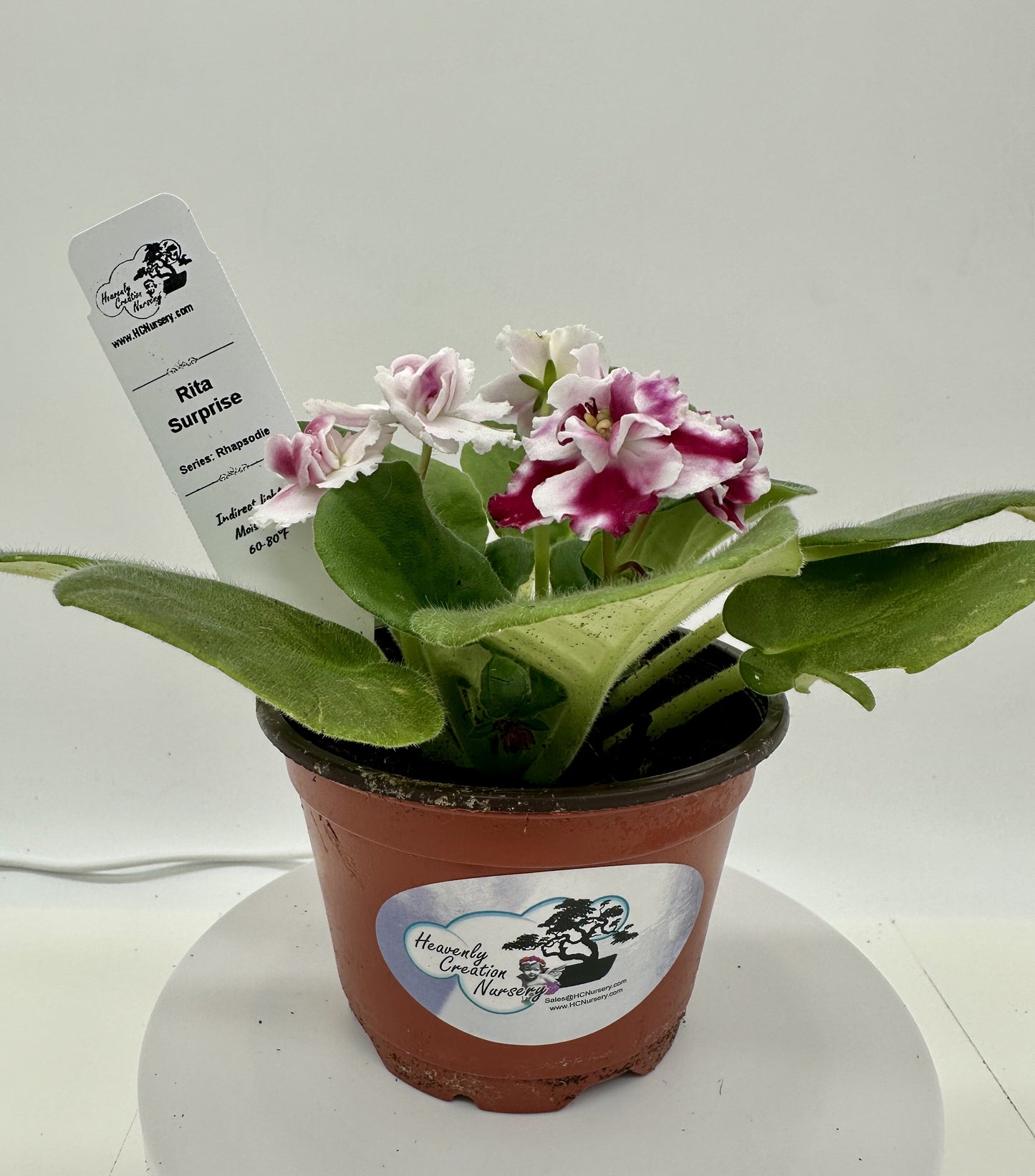 Rita - Surprise - Live African Violet 4" - Series: Rhapsodie