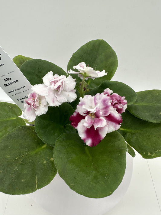 Rita - Surprise - Live African Violet 4" - Series: Rhapsodie