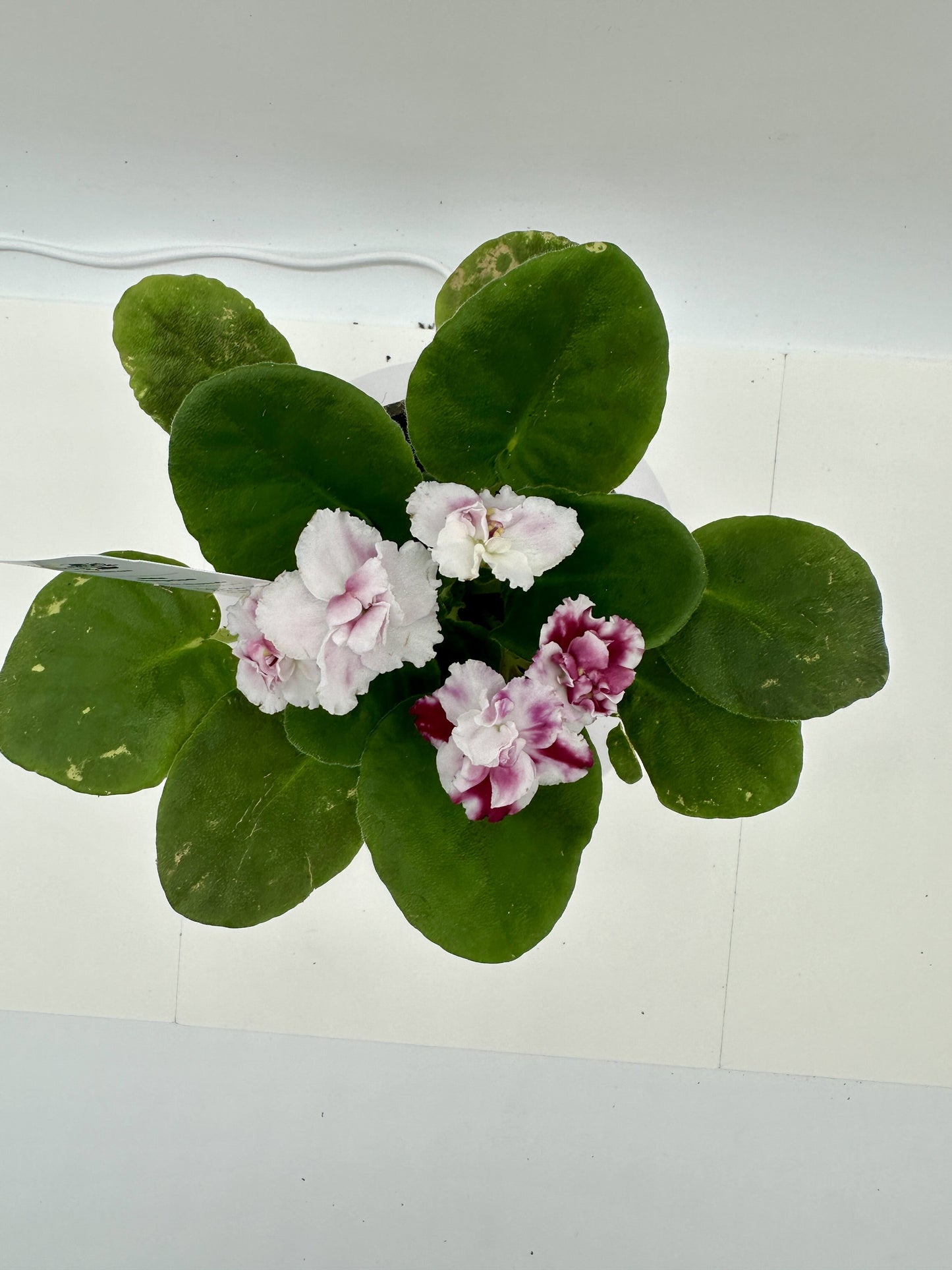 Rita - Surprise - Live African Violet 4" - Series: Rhapsodie
