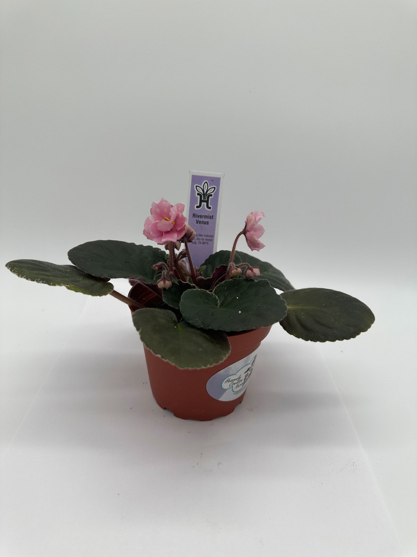 Rivermist Venus - Live African Violet 4"