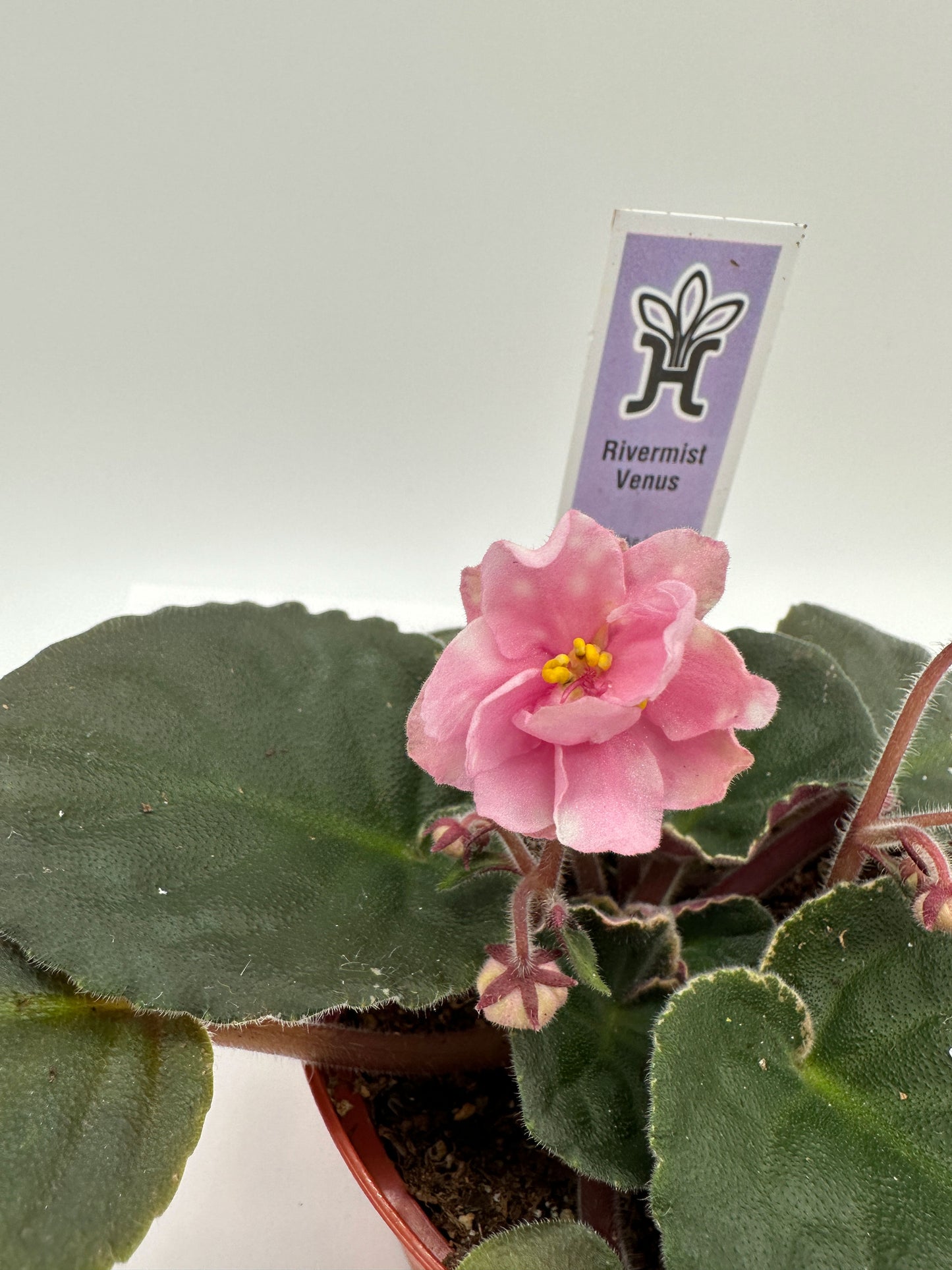 Rivermist Venus - Live African Violet 4"