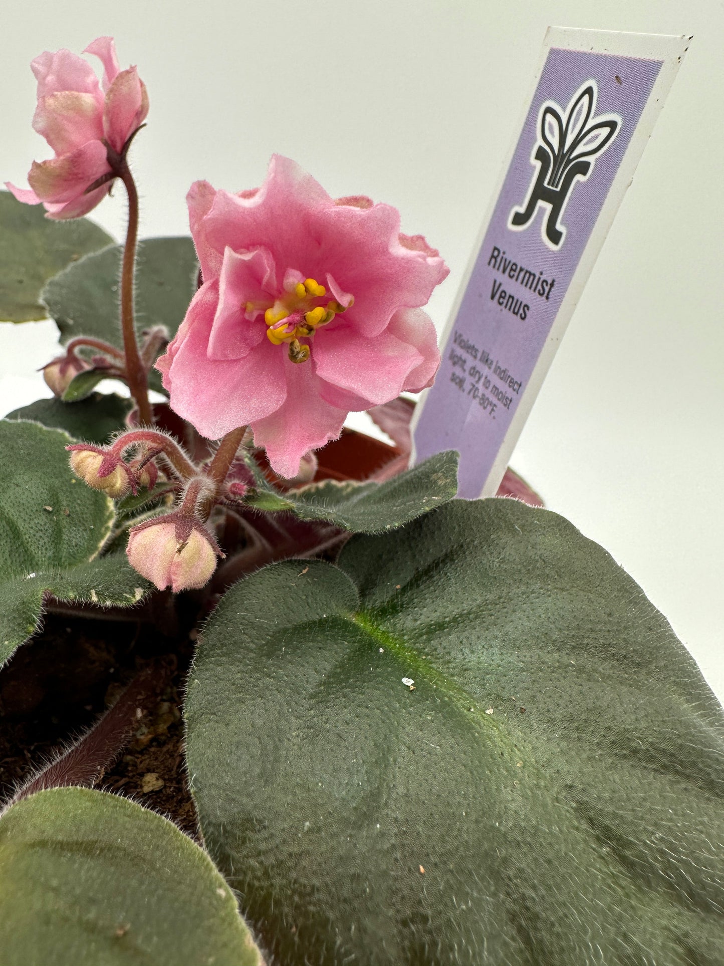 Rivermist Venus - Live African Violet 4"